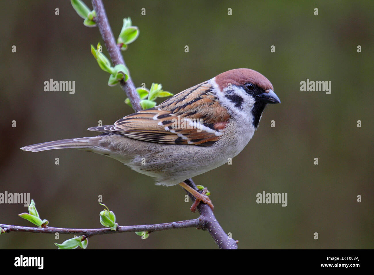 Eurasian tree sparrow (Passer montanus), male on a twig, Germany Stock Photo