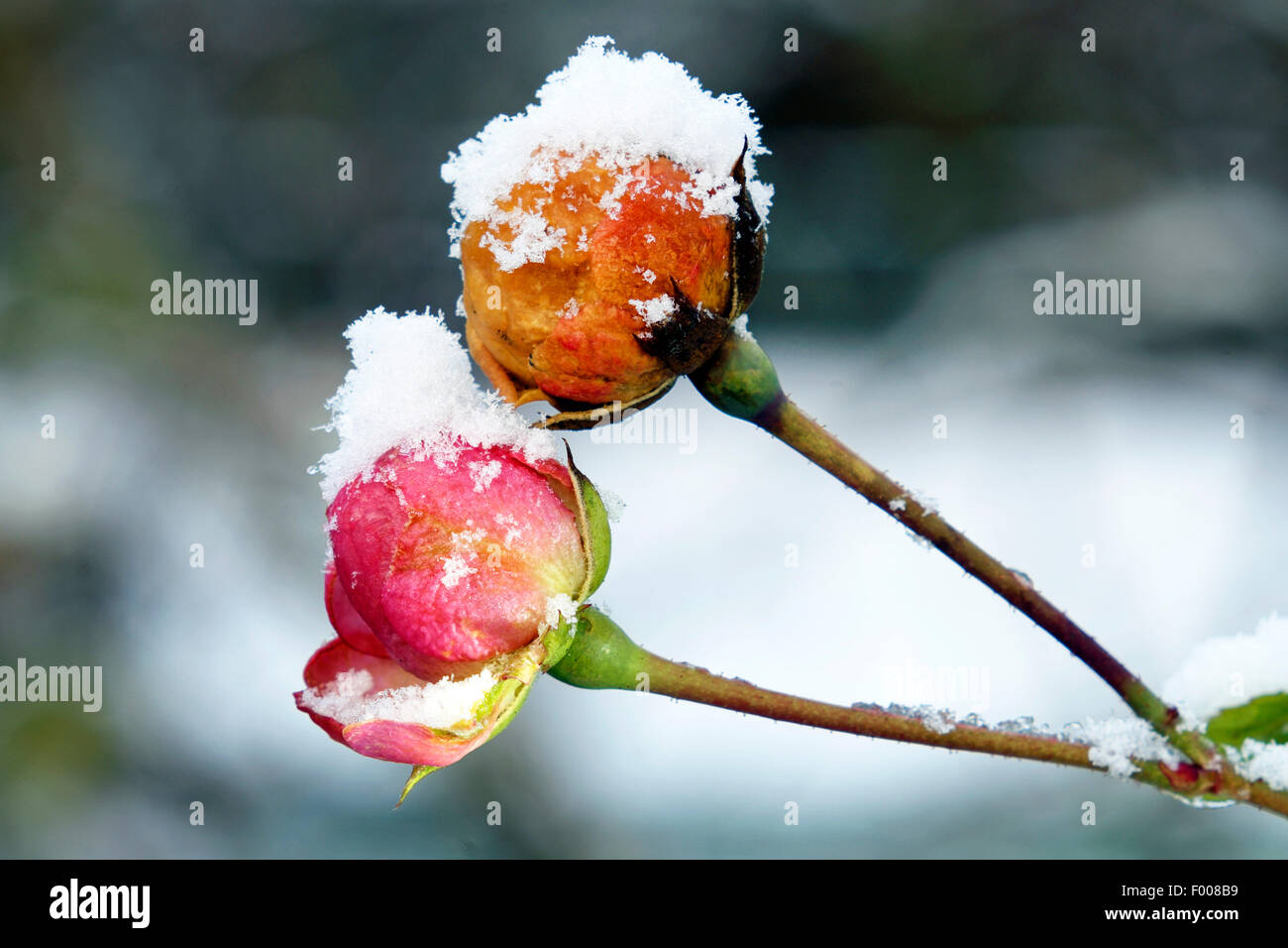 ornamental rose (Rosa 'The Fairy', Rosa The Fairy), frozen rose buds Stock Photo