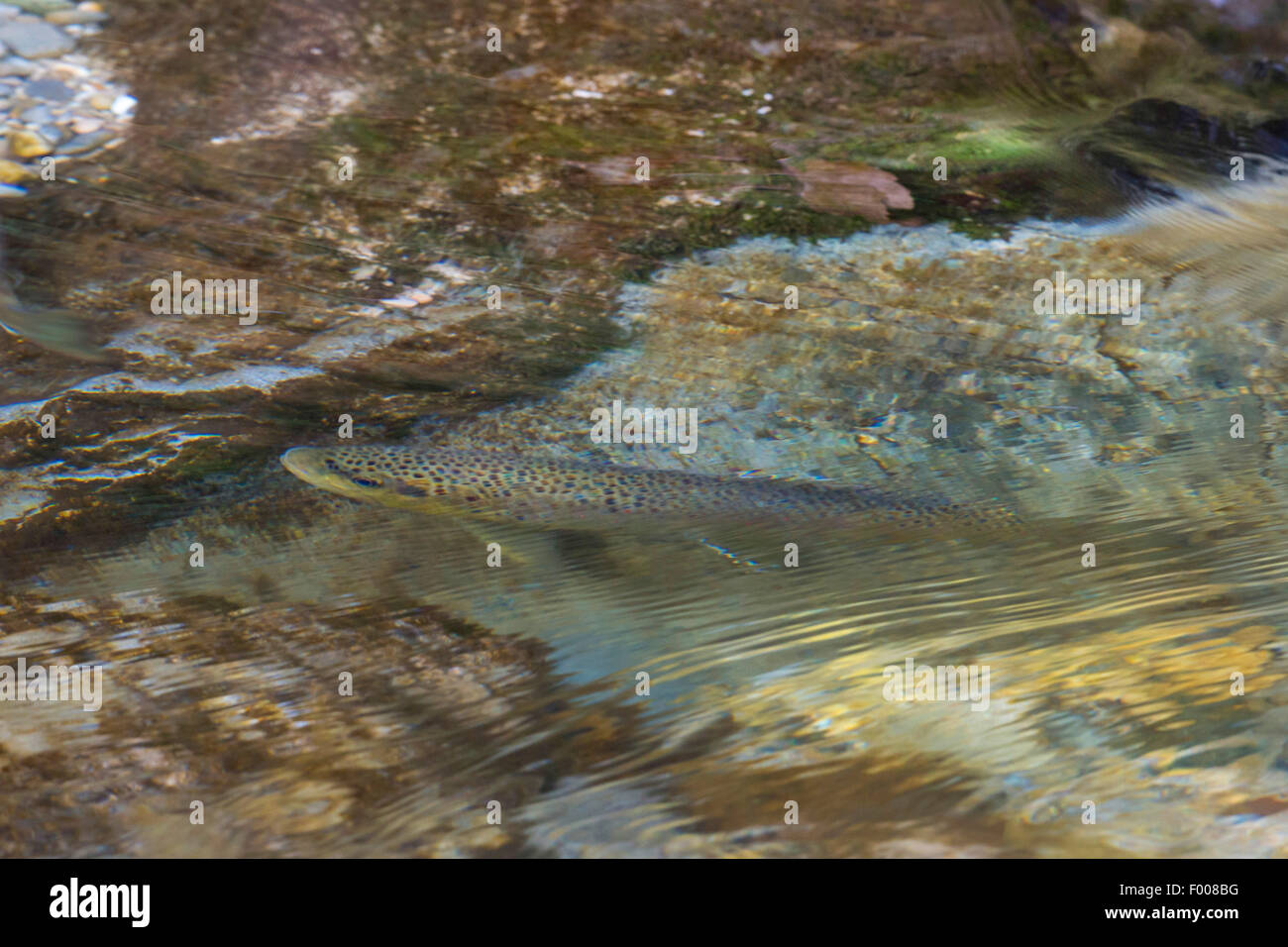 brown trout, river trout, brook trout (Salmo trutta fario), male at spawning migration, Germany, Bavaria, Prien, Prien Stock Photo