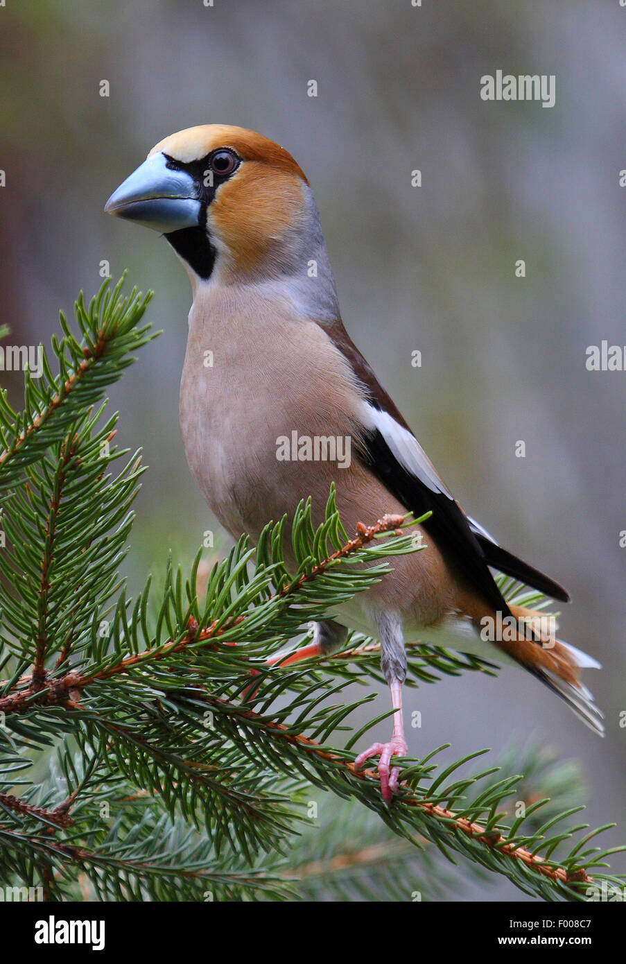 hawfinch (Coccothraustes coccothraustes), male on a spruce twig, Germany Stock Photo