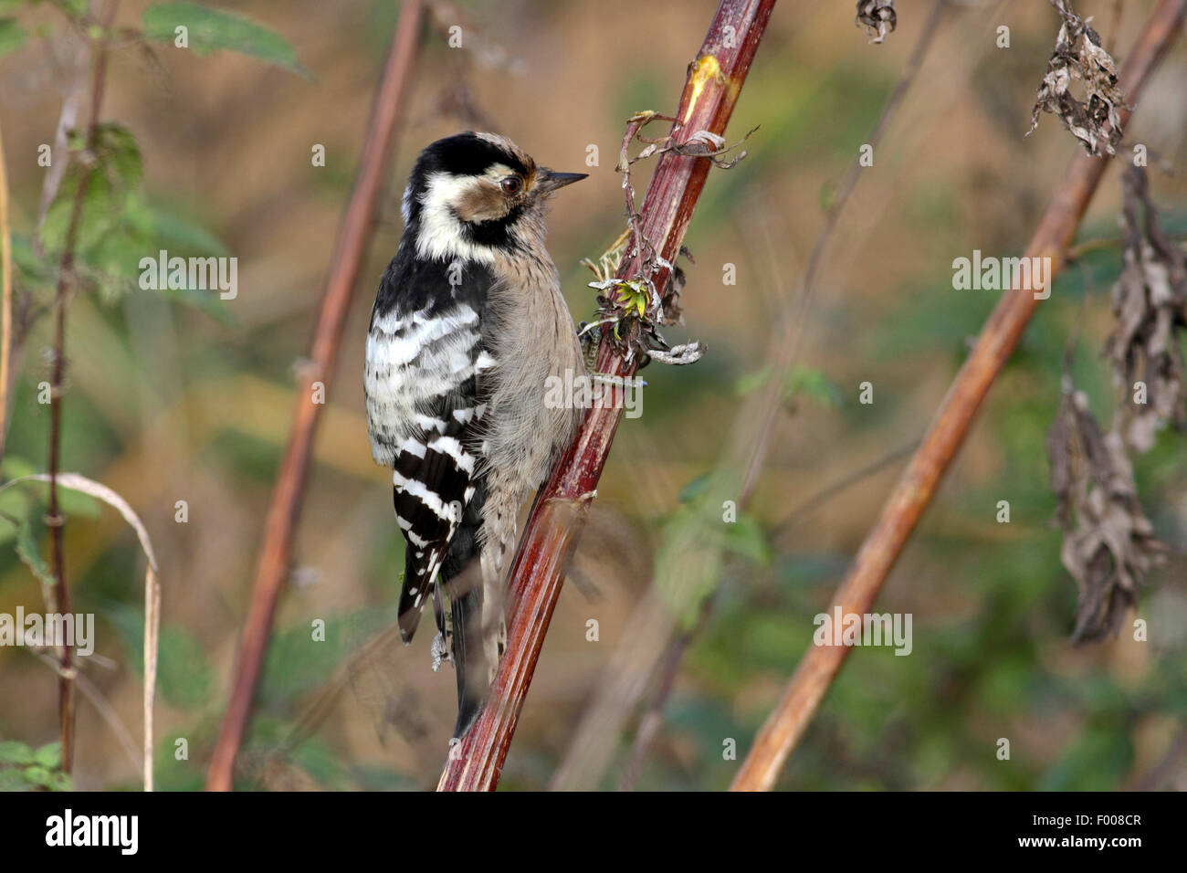 lesser spotted woodpecker (Picoides minor, Dendrocopos minor), female picks on mugwort, Germany Stock Photo