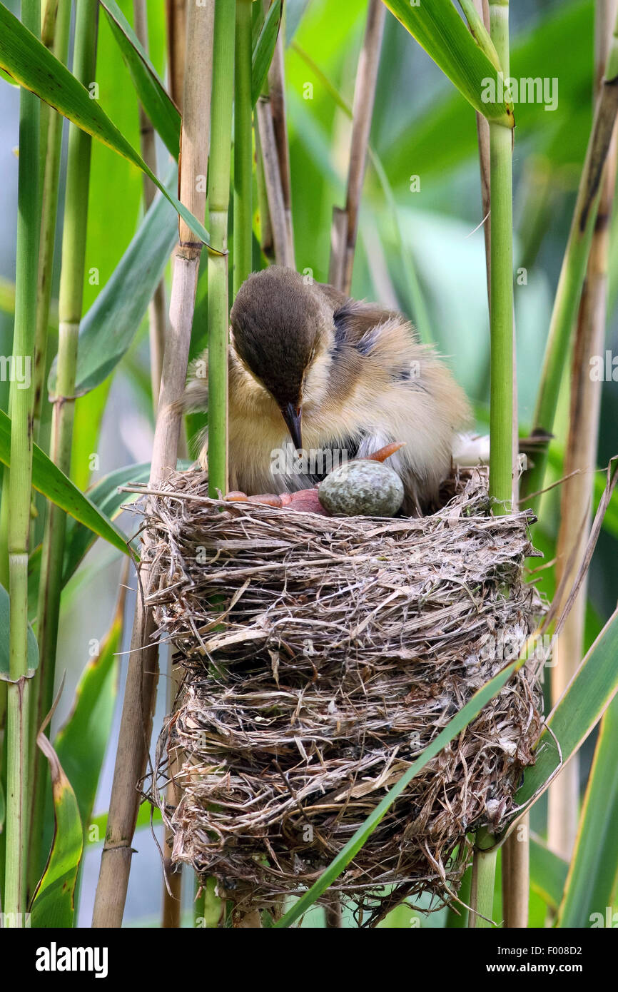 Cuckoo bird pushing egg out hires stock photography and images Alamy