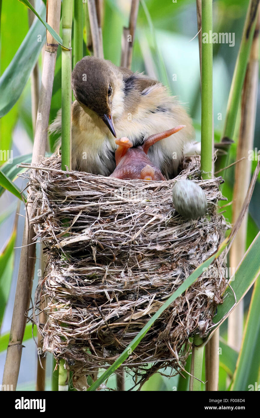 Eurasian cuckoo (Cuculus canorus), freshly hatched chick in the nest of a reed warbler, rolling the other eggs from the warbler out of the nest by pushing them with its back over the edge, Germany Stock Photo