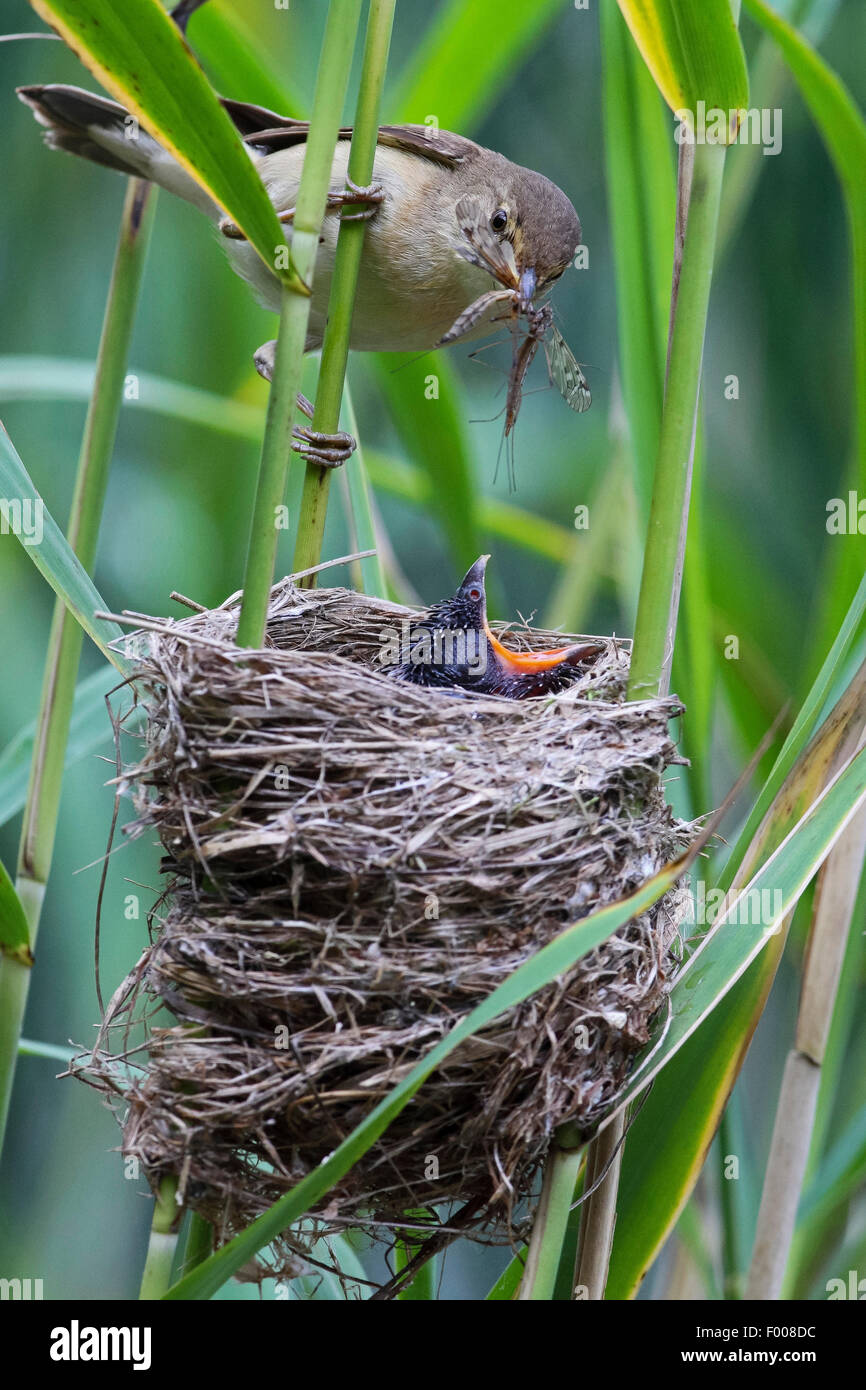 Eurasian cuckoo (Cuculus canorus), chick in the nest of a reed warbler, reed warbler feeding the cuckoo chick, Germany Stock Photo