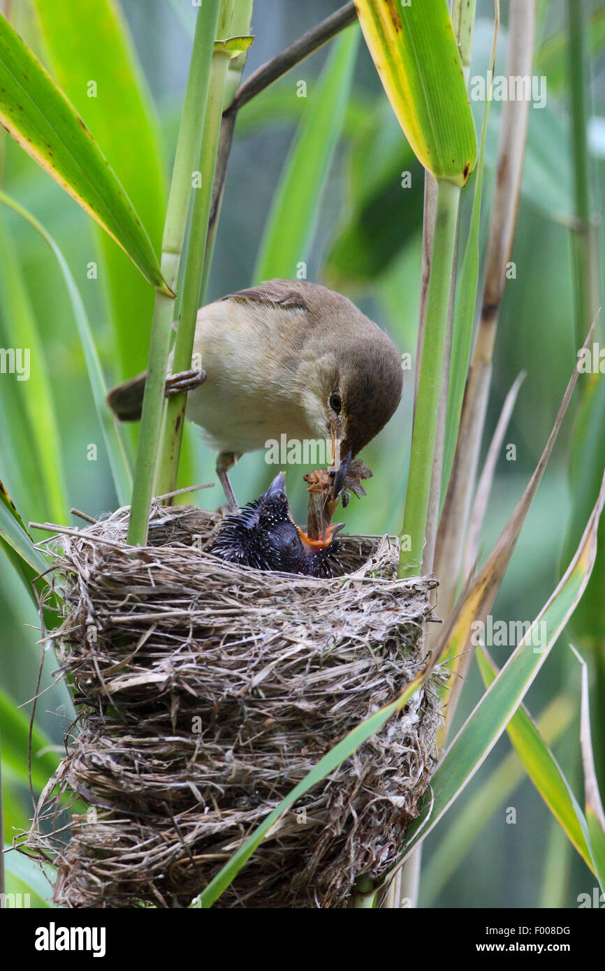 Eurasian cuckoo (Cuculus canorus), chick in the nest of a reed warbler, reed warbler feeding the cuckoo chick, Germany Stock Photo