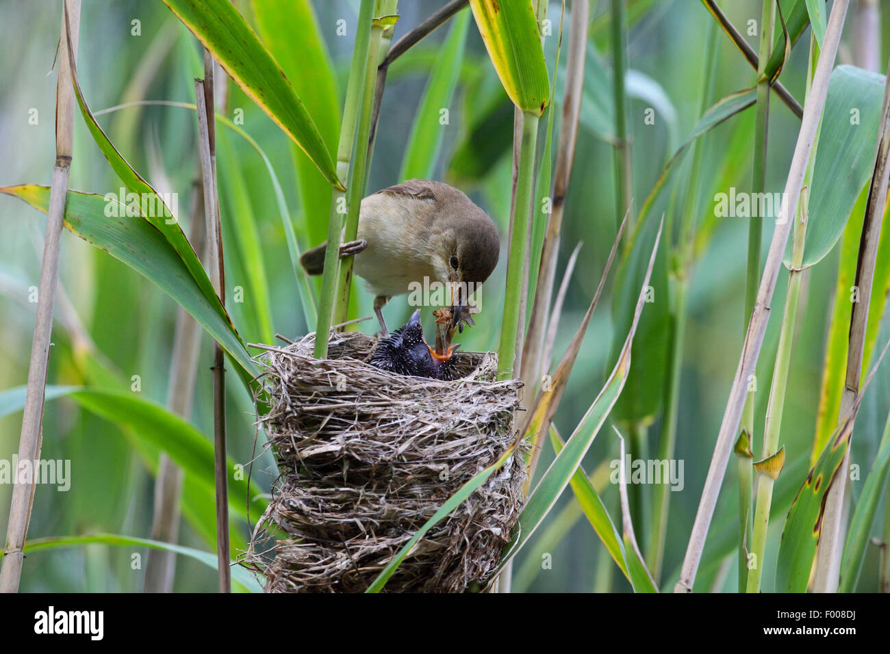 Eurasian cuckoo (Cuculus canorus), chick in the nest of a reed warbler, reed warbler feeding the cuckoo chick, Germany Stock Photo