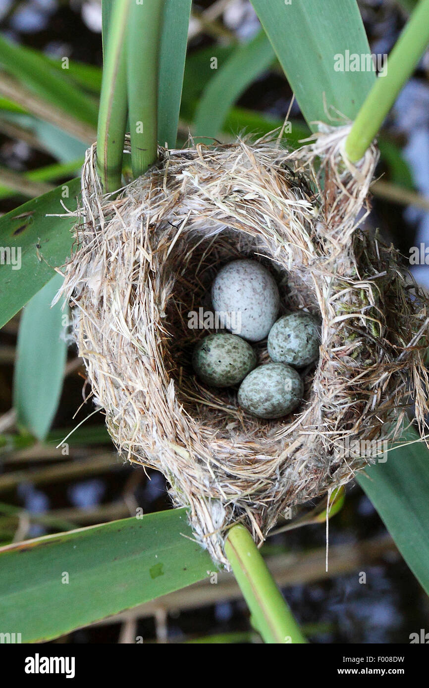 Eurasian cuckoo (Cuculus canorus), eggs in the nest, cuckoo put his slightly larger egg in the nest to the eggs of a reed warbler, Germany Stock Photo