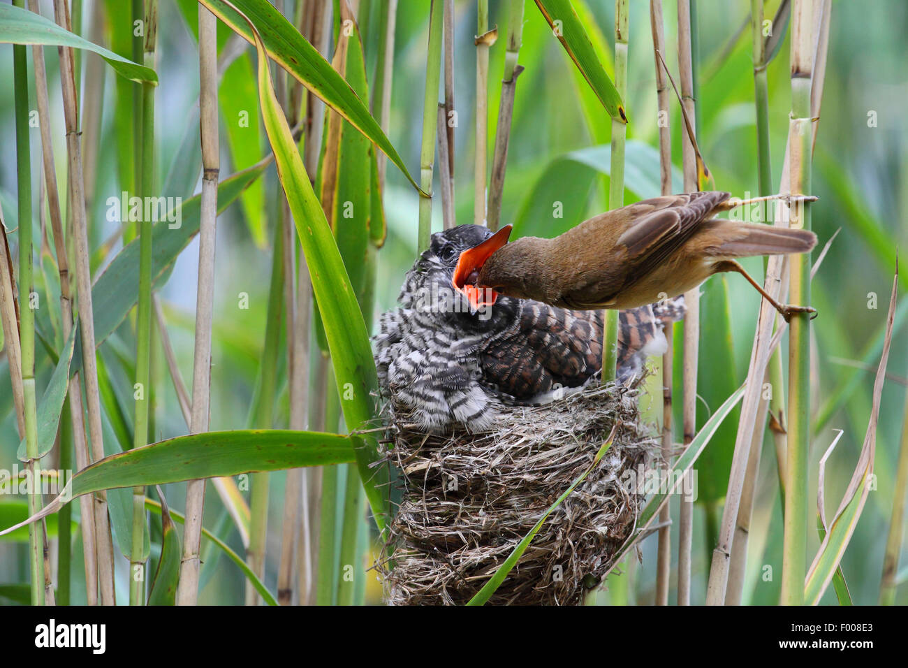 Eurasian cuckoo (Cuculus canorus), fledgling in the nest of a reed warbler, reed warbler feeding the cuckoo chick, Germany Stock Photo