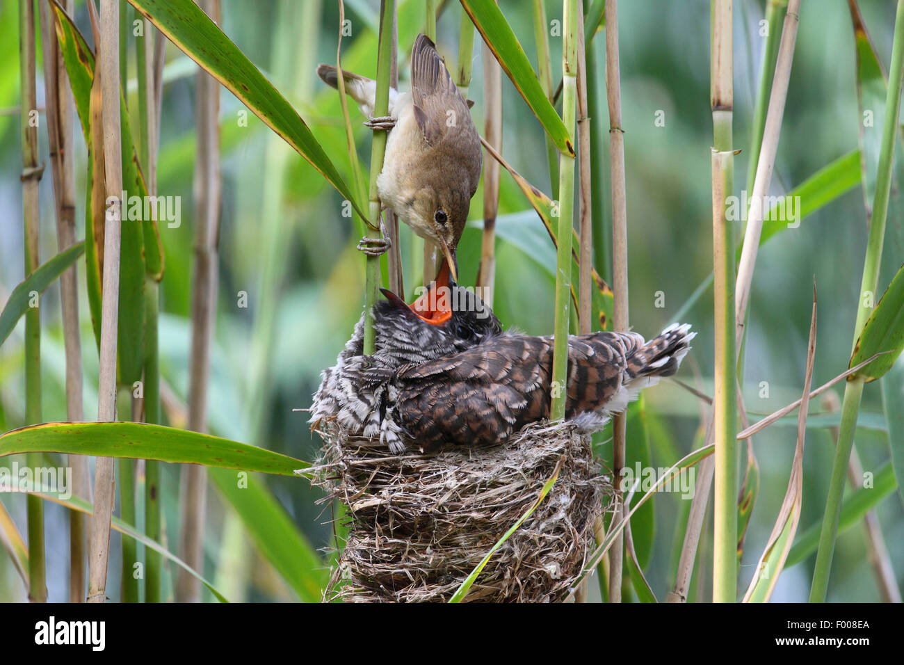 Eurasian cuckoo (Cuculus canorus), fledgling in the nest of a reed warbler, reed warbler feeding the cuckoo chick, Germany Stock Photo