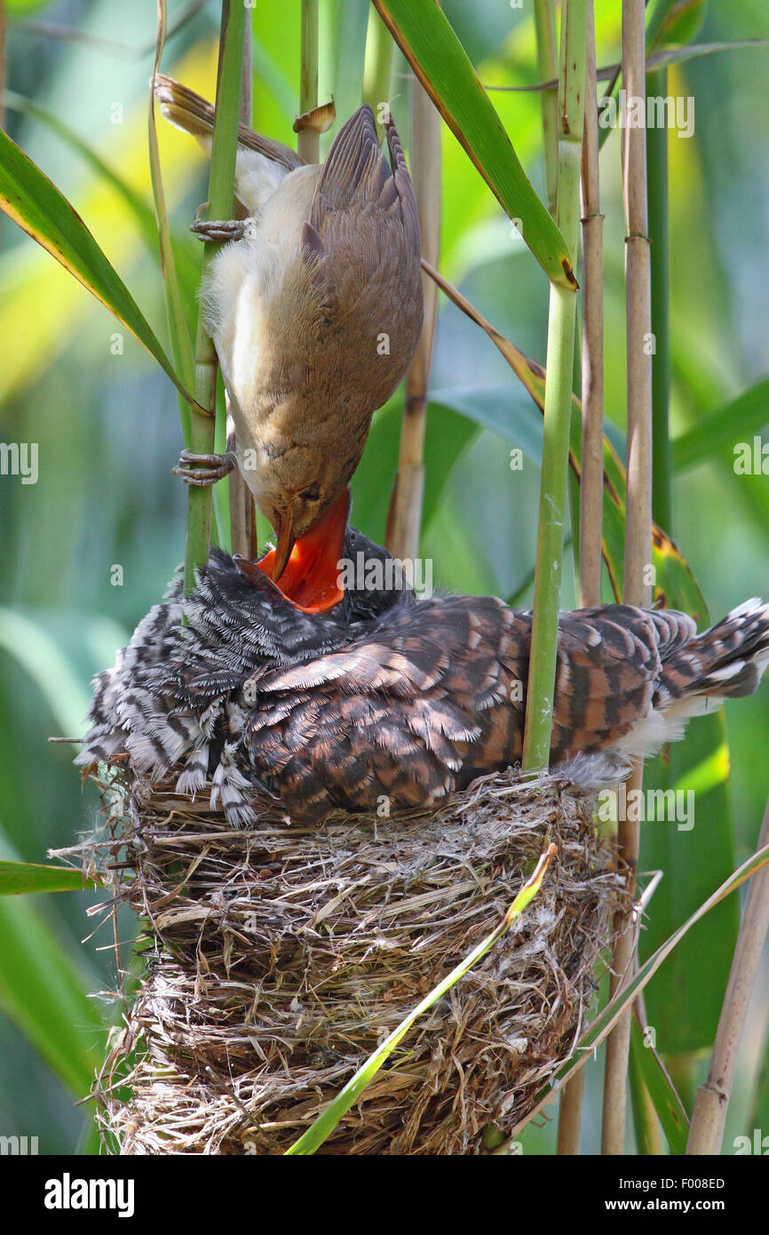 Eurasian cuckoo (Cuculus canorus), fledgling in the nest of a reed warbler, reed warbler feeding the cuckoo chick, Germany Stock Photo