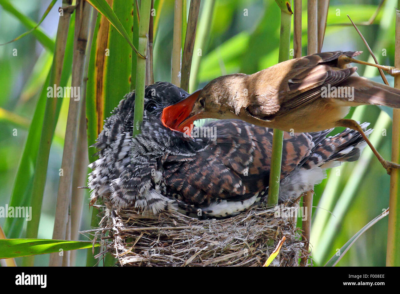 Eurasian cuckoo (Cuculus canorus), fledgling in the nest of a reed warbler, reed warbler feeding the cuckoo chick, Germany Stock Photo