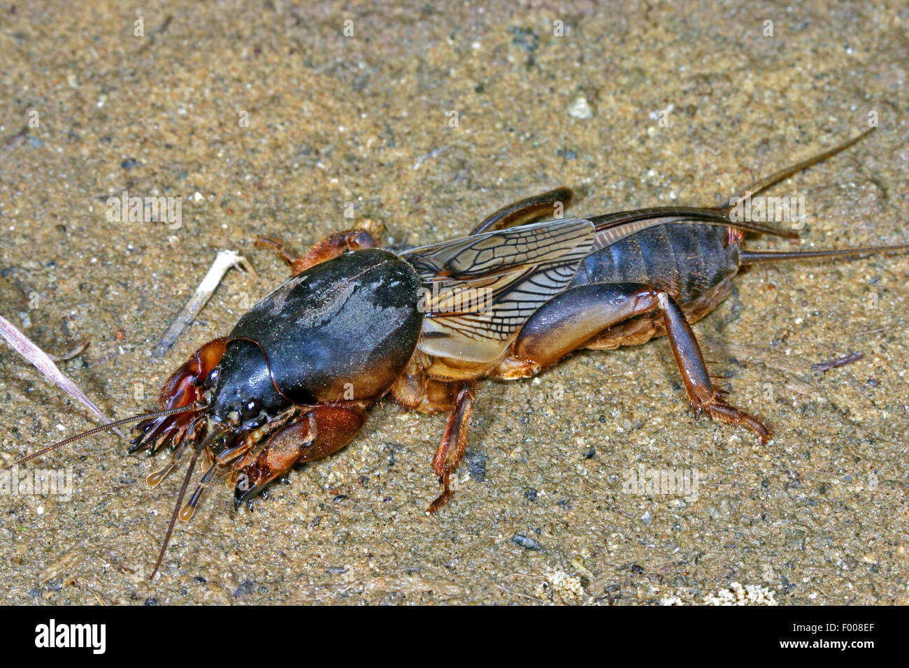 European mole cricket, Mole cricket (Gryllotalpa gryllotalpa), on the Stock Photo 86058519 Alamy