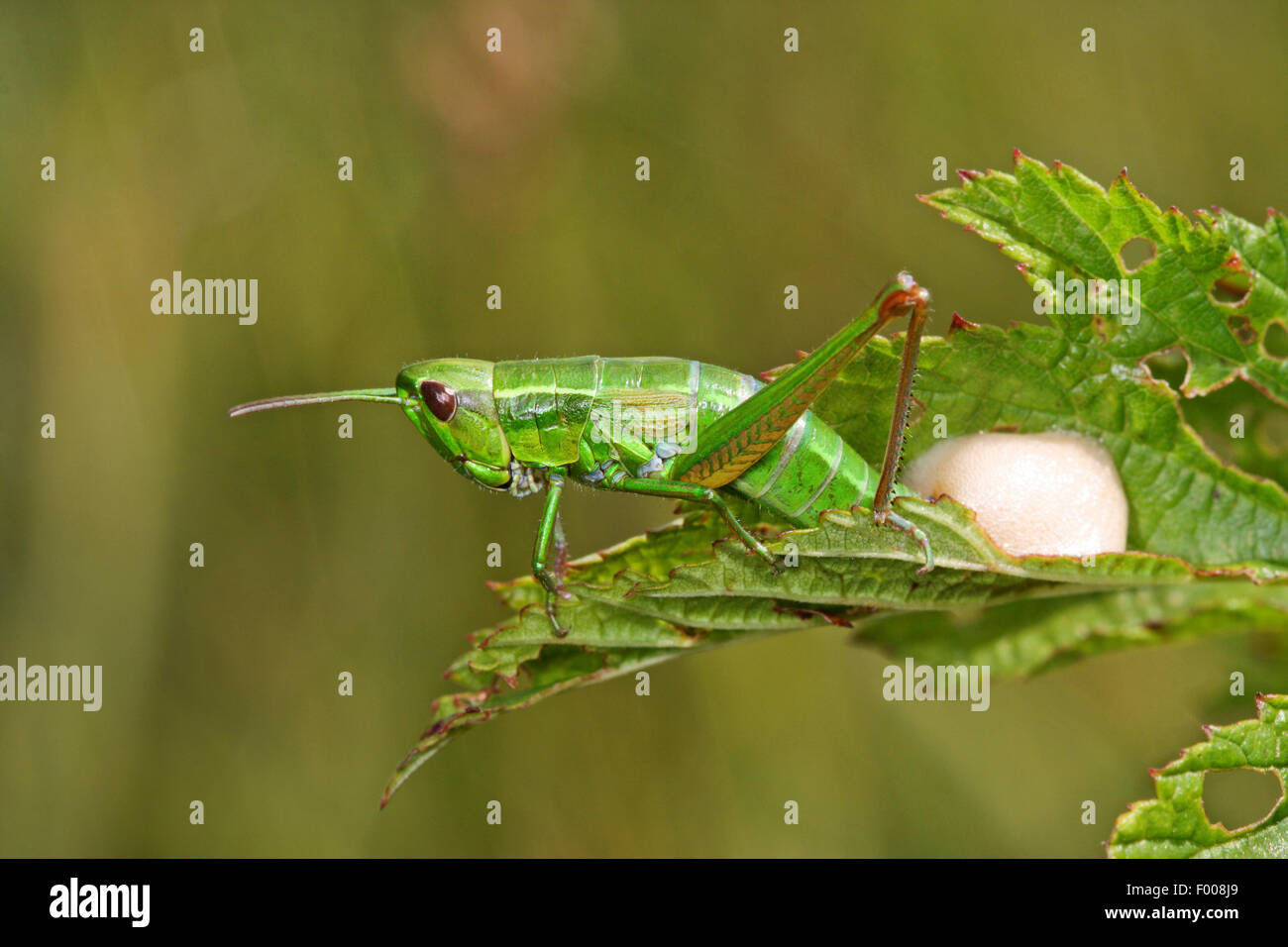 small gold (Chrysochraon brachypterus, Euthystira