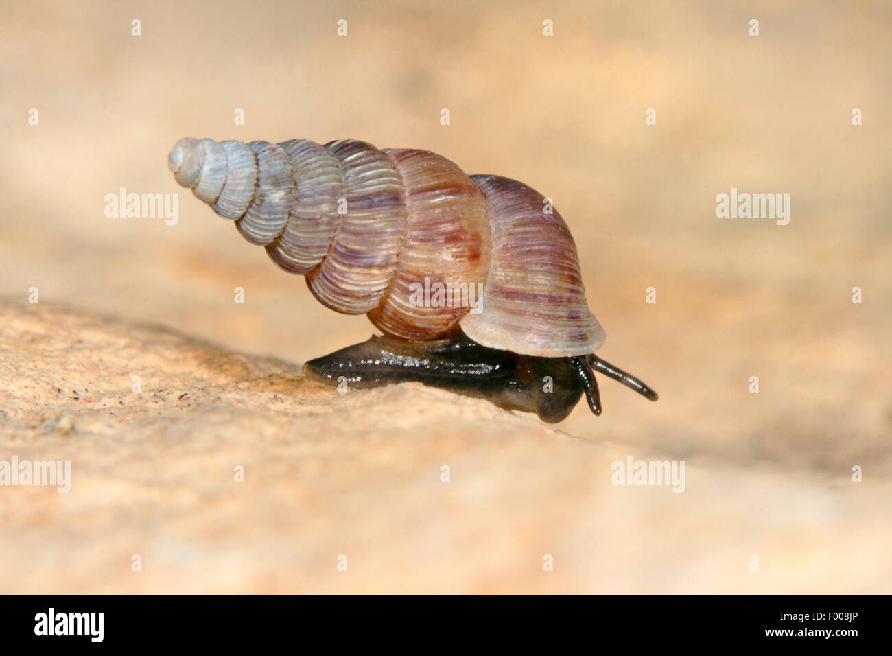 Seven-whorled Cochlostome (Cochlostoma septemspirale), creeping on a rock, Germany Stock Photo