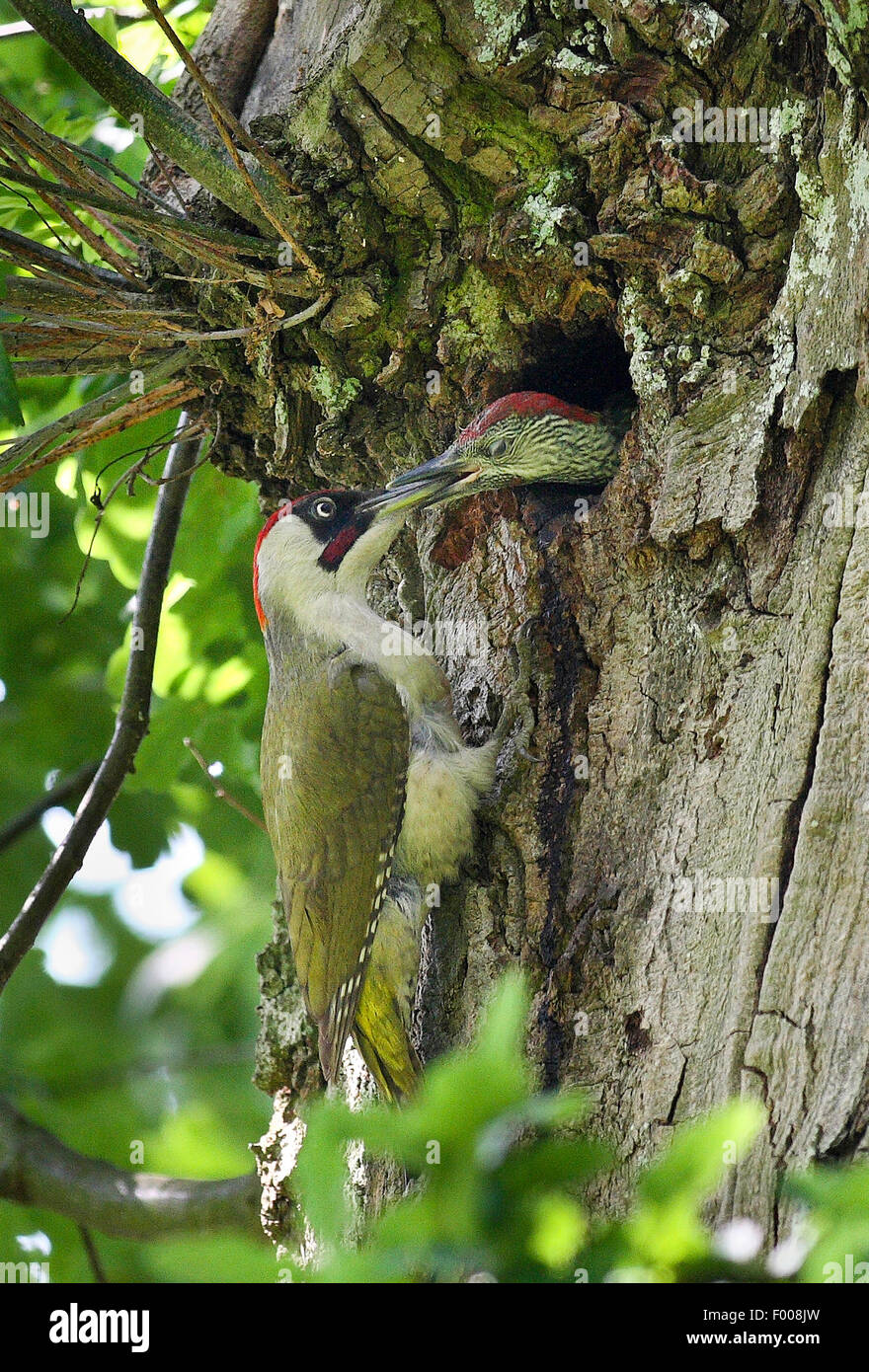 green woodpecker (Picus viridis), male sitting at the woodpecker cavity and feeding a fledgeling, Germany Stock Photo