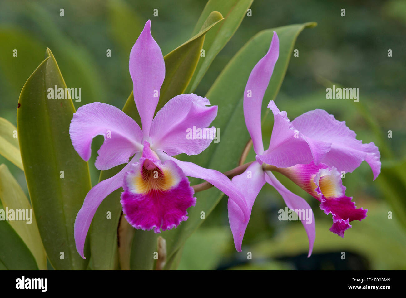 Cattleya orchid (Cattleya warscewiczii, Cattleya gigas), flowers Stock Photo