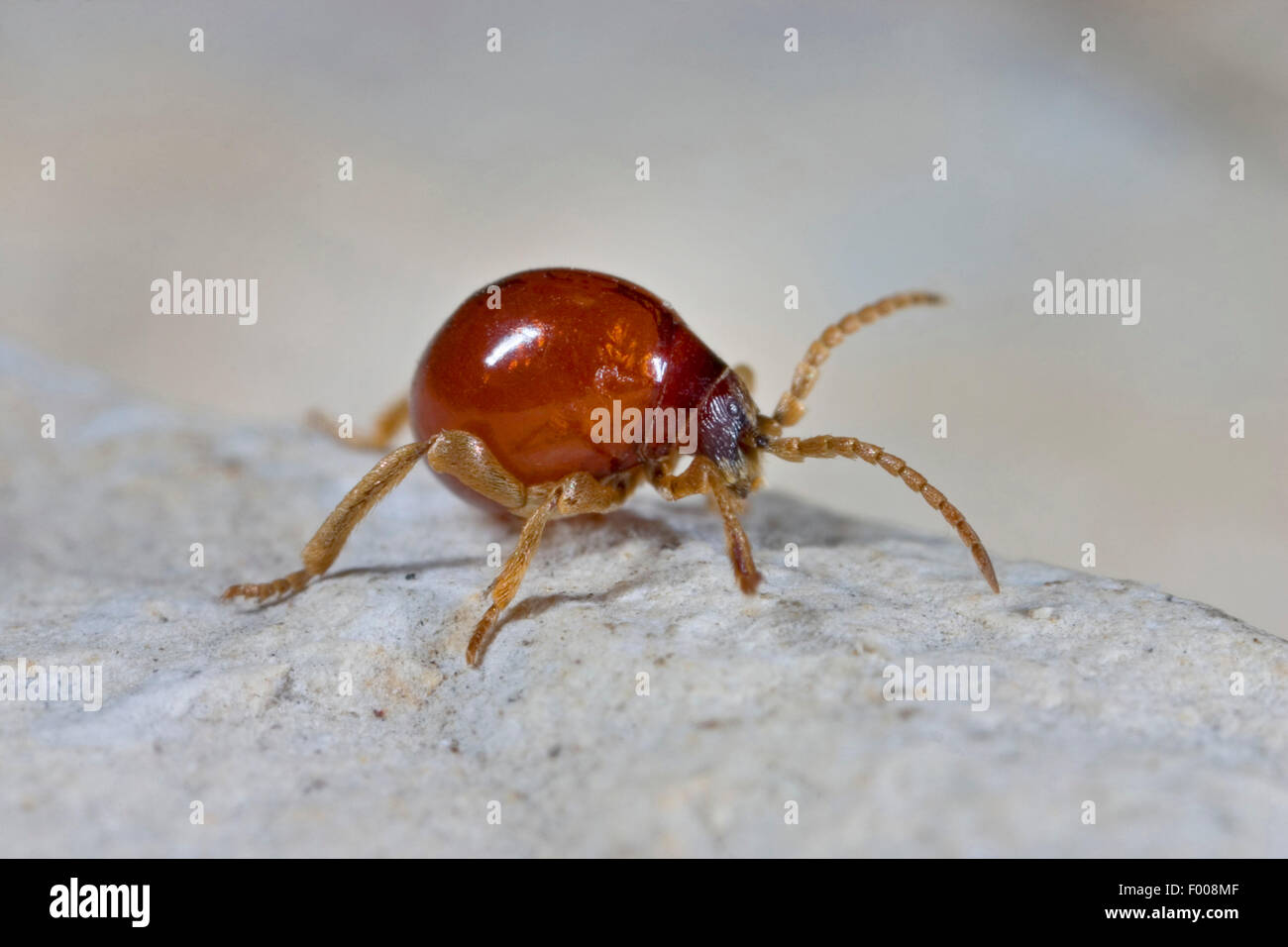 Smooth spider beetle, Hump beetle, Shiny spider beetle (Gibbium psylloides), on the ground, Germany Stock Photo