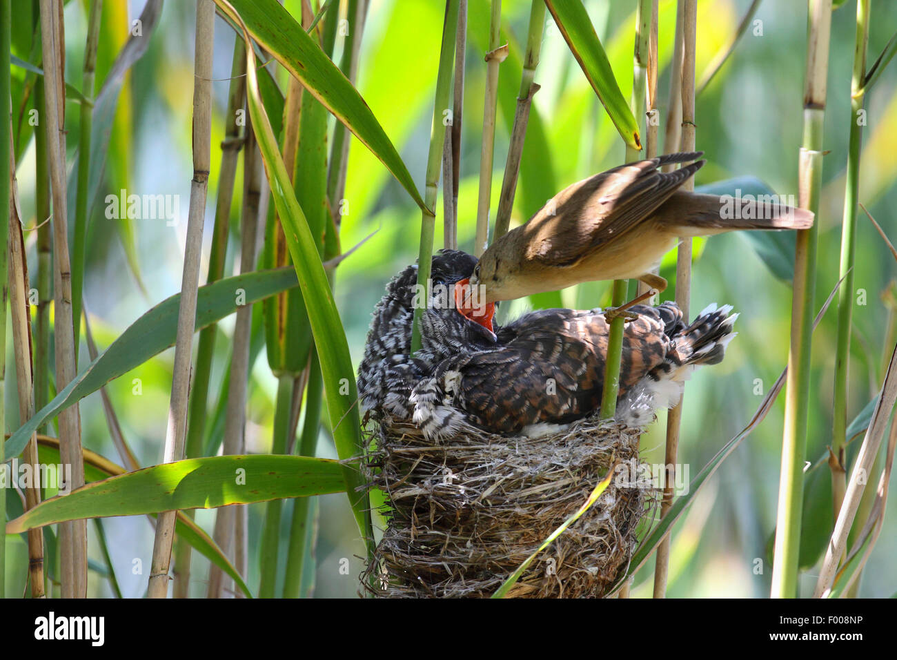 Eurasian cuckoo (Cuculus canorus), fledgling in the nest of a reed warbler, reed warbler feeding the cuckoo chick, Germany Stock Photo