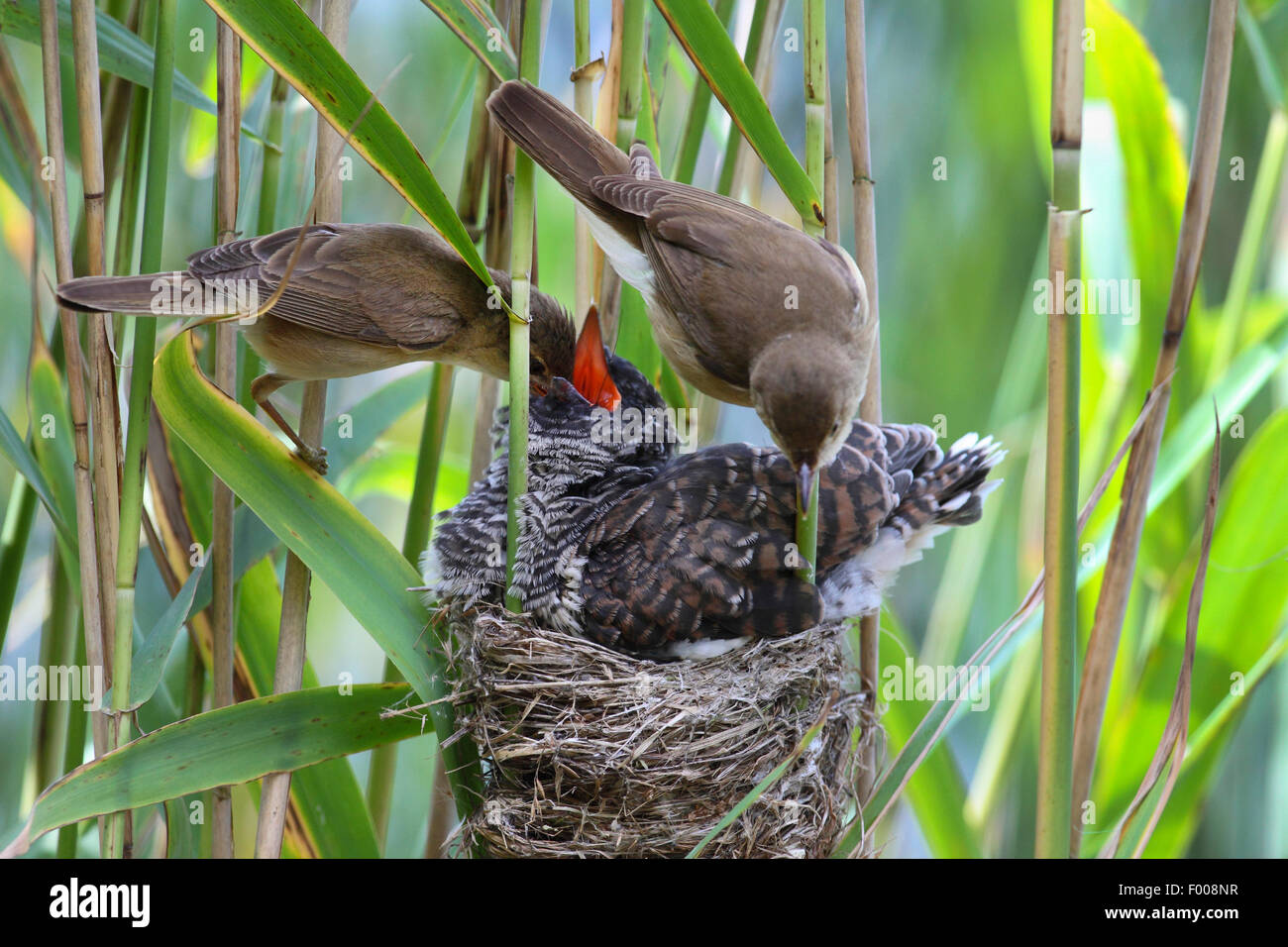 Eurasian cuckoo (Cuculus canorus), fledgling in the nest of a reed warbler, parents feeding the cuckoo chick and cleaning the nest, Germany Stock Photo