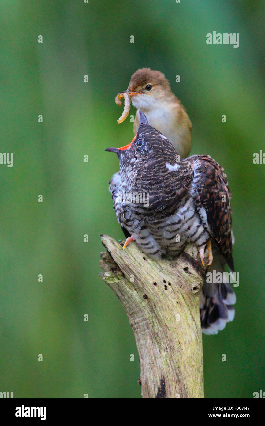 Eurasian cuckoo (Cuculus canorus), reed warbler feeding the fledged cuckoo chick with a caterpillar, Germany Stock Photo