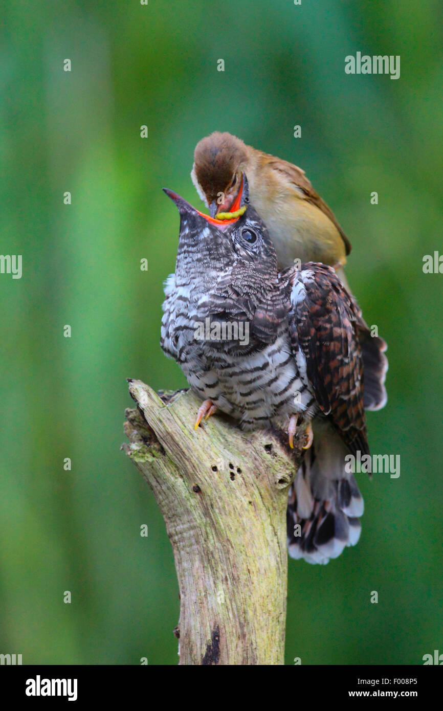 Eurasian cuckoo (Cuculus canorus), reed warbler feeding the fledged cuckoo chick , Germany Stock Photo