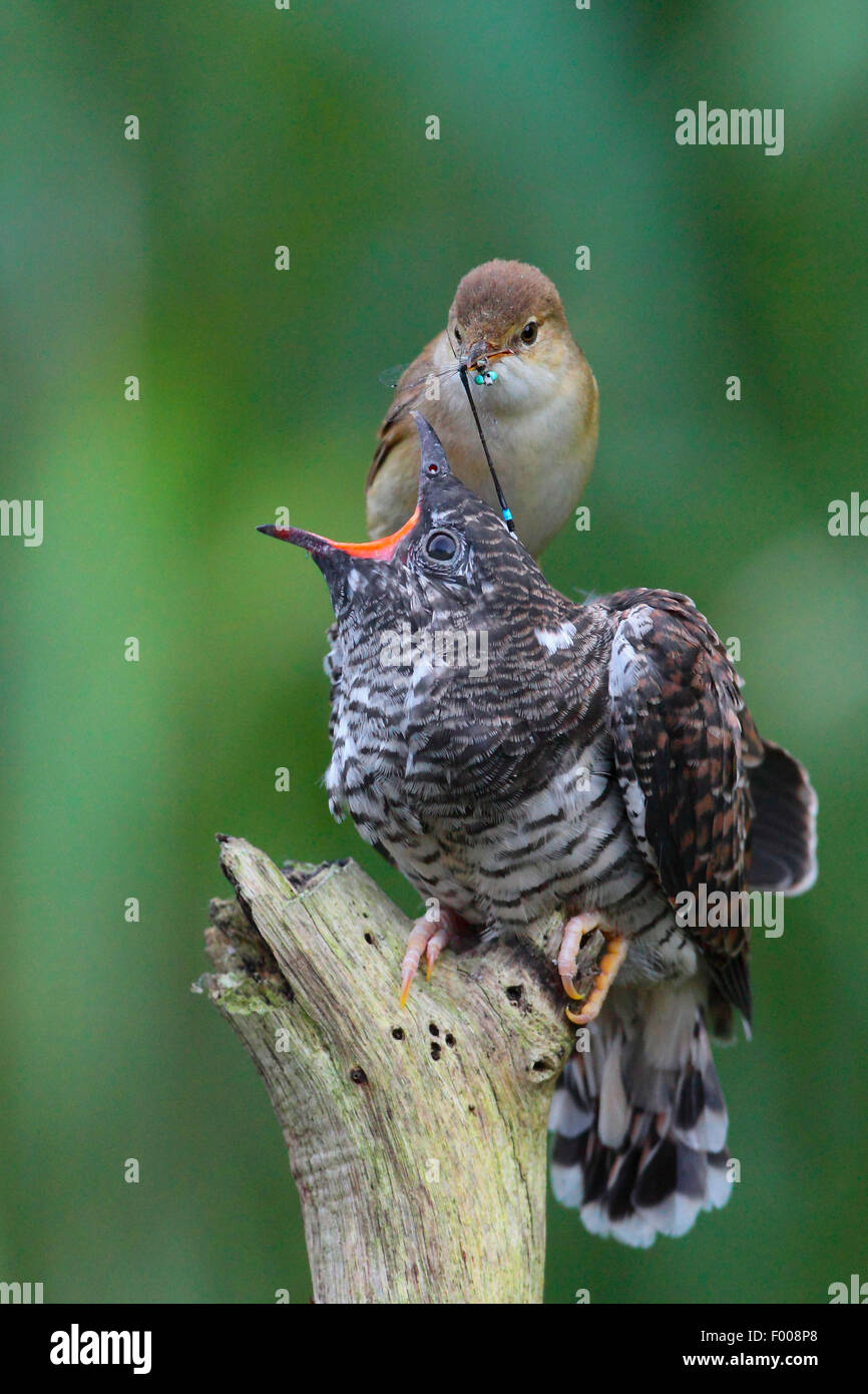 Eurasian cuckoo (Cuculus canorus), reed warbler feeding the fledged cuckoo chick with a dragonfly, Germany Stock Photo