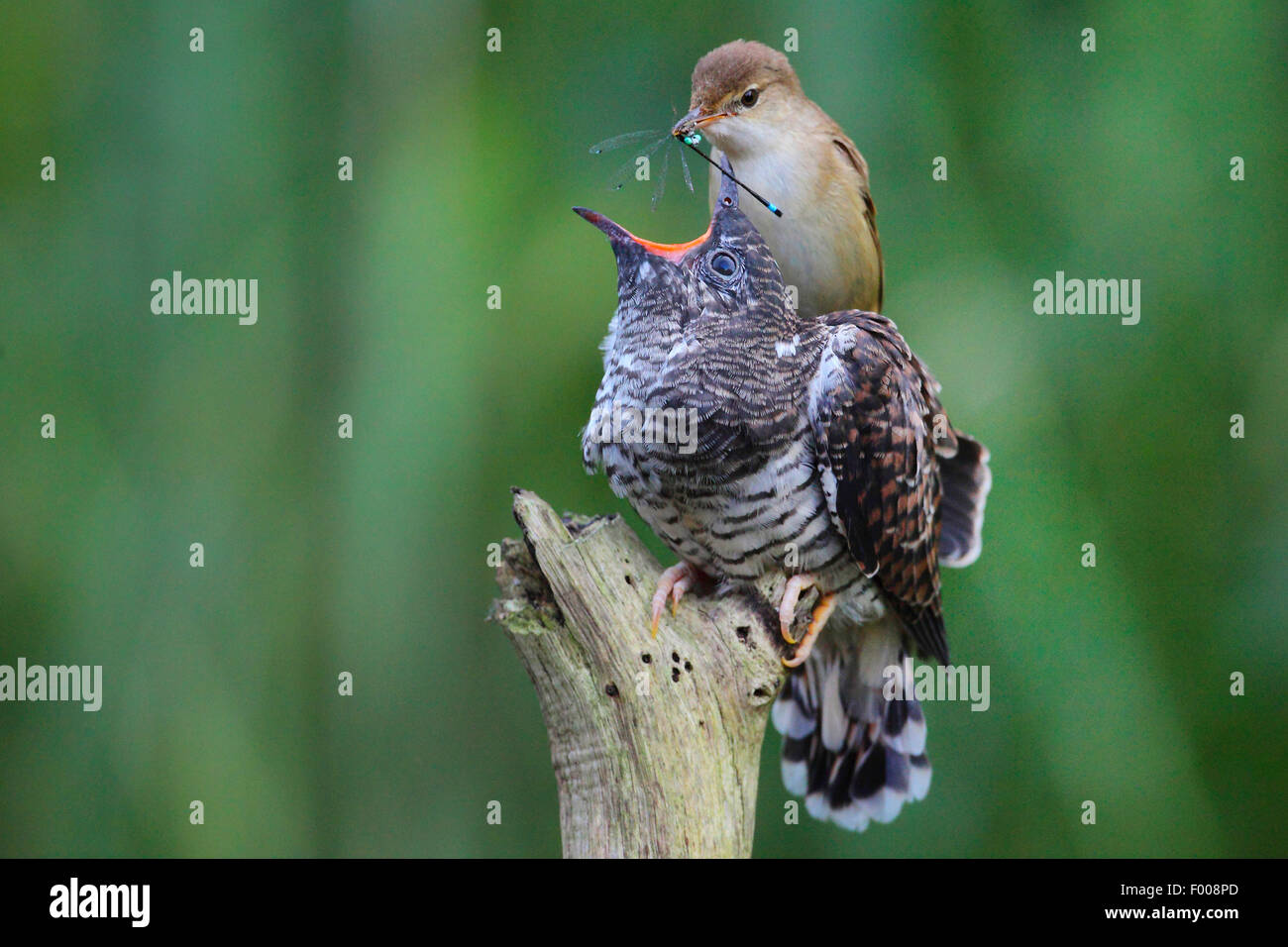Eurasian cuckoo (Cuculus canorus), reed warbler feeding the fledged cuckoo chick with a dragonfly, Germany Stock Photo
