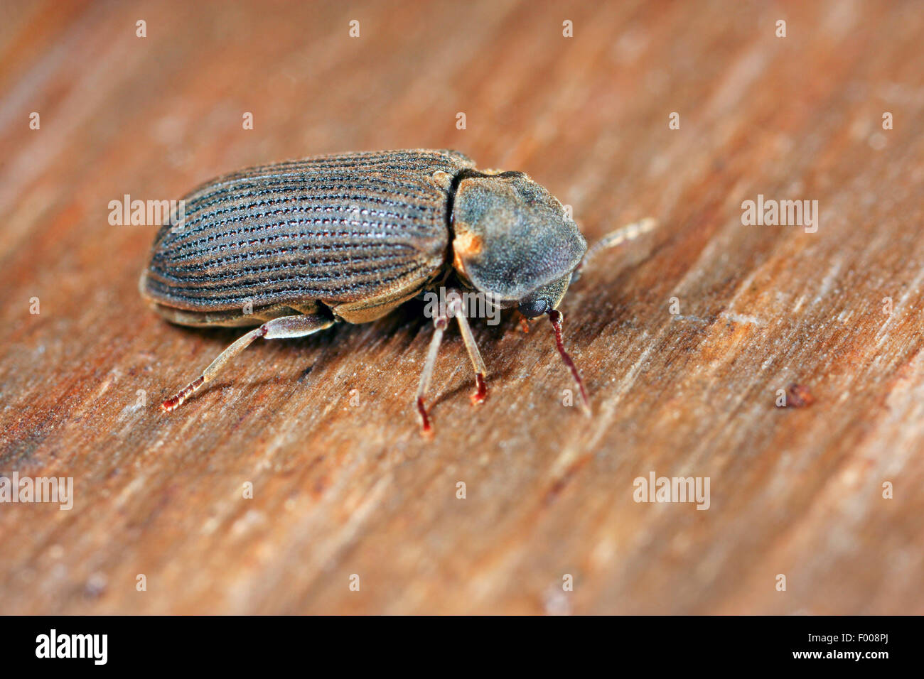 Furniture beetle, Woodworm, Woodboring beetle (Anobium spec.), woodworm on wood Stock Photo