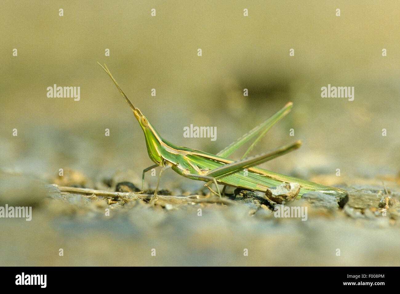 Snouted grasshopper, Long-headed grasshopper, Mediterranean Slant-faced Grasshopper (Acrida hungarica, Acrida ungarica), female, Seitenansicht Stock Photo