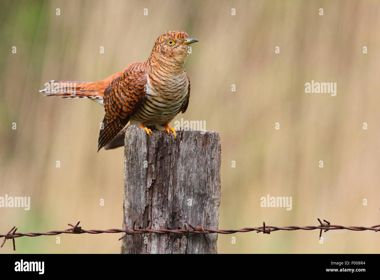 Eurasian cuckoo (Cuculus canorus), sitting on a wooden post, Germany Stock Photo