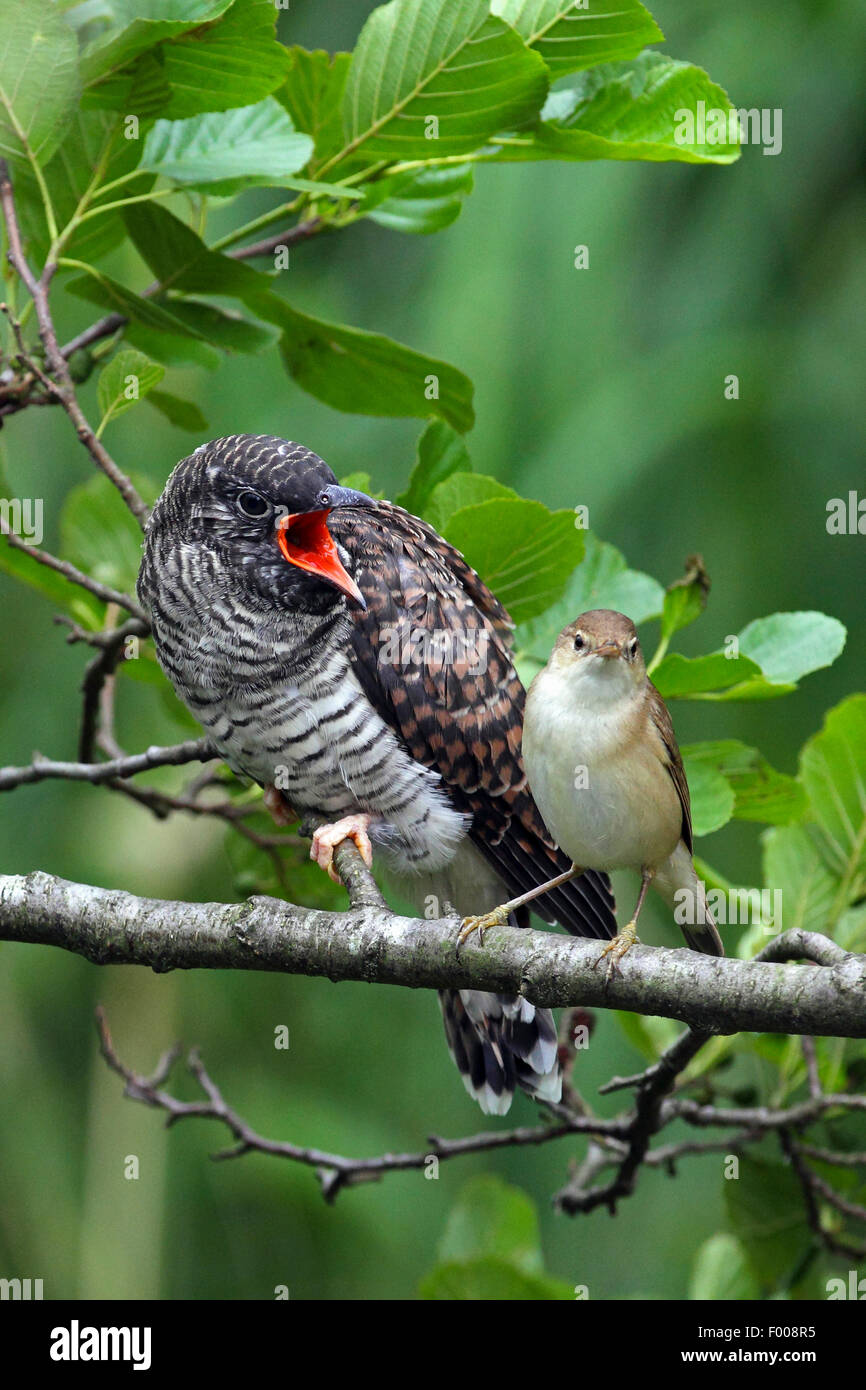 Eurasian cuckoo (Cuculus canorus), fledged cuckoo begging reed warbler for feed, Germany Stock Photo