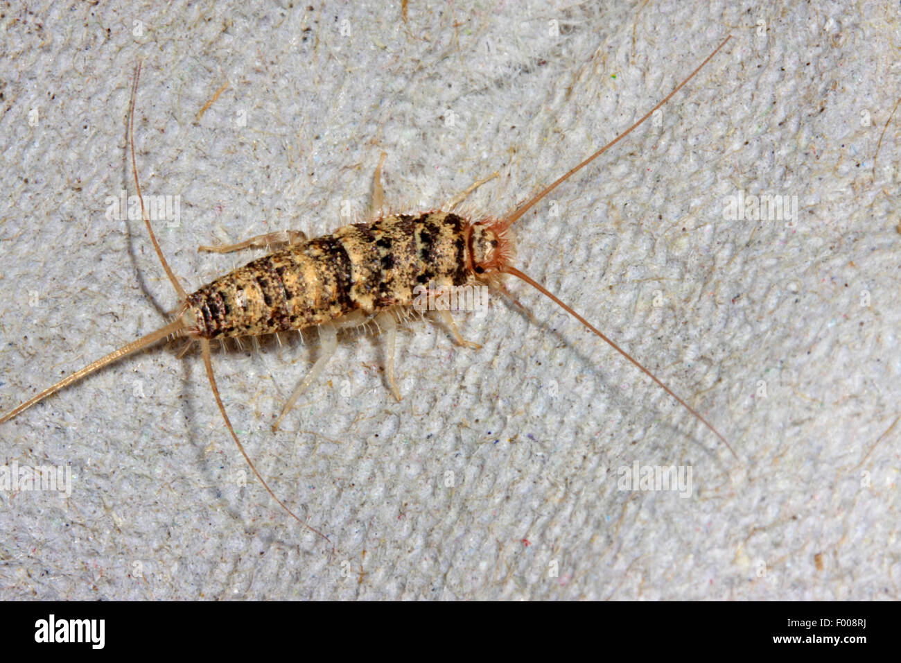 Firebrat (Thermobia domestica, Thermophila furnorum, Lepismodes inquilinus), on a rag, Germany Stock Photo