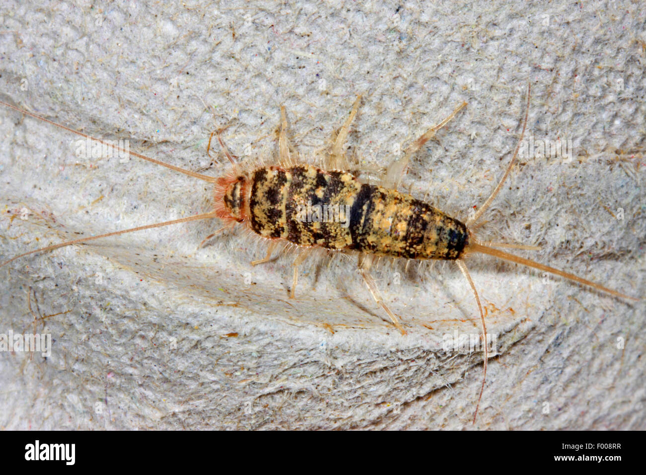 Firebrat (Thermobia domestica, Thermophila furnorum, Lepismodes inquilinus), on a rag, Germany Stock Photo
