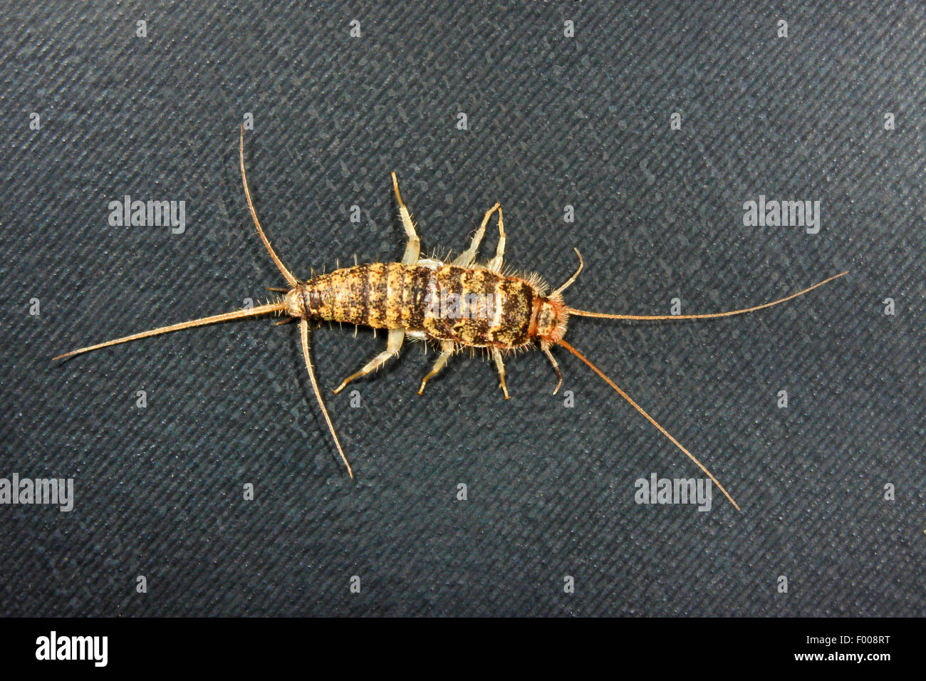 Firebrat (Thermobia domestica, Thermophila furnorum, Lepismodes inquilinus), full-length portrait, high angle view, Germany Stock Photo