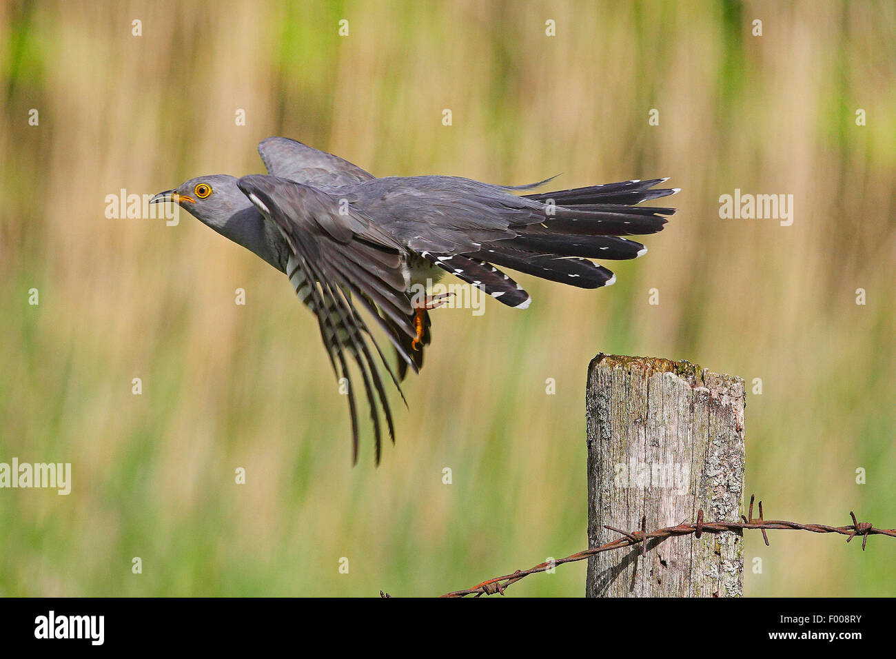 Eurasian cuckoo (Cuculus canorus), taking off from a wooden post, Germany Stock Photo
