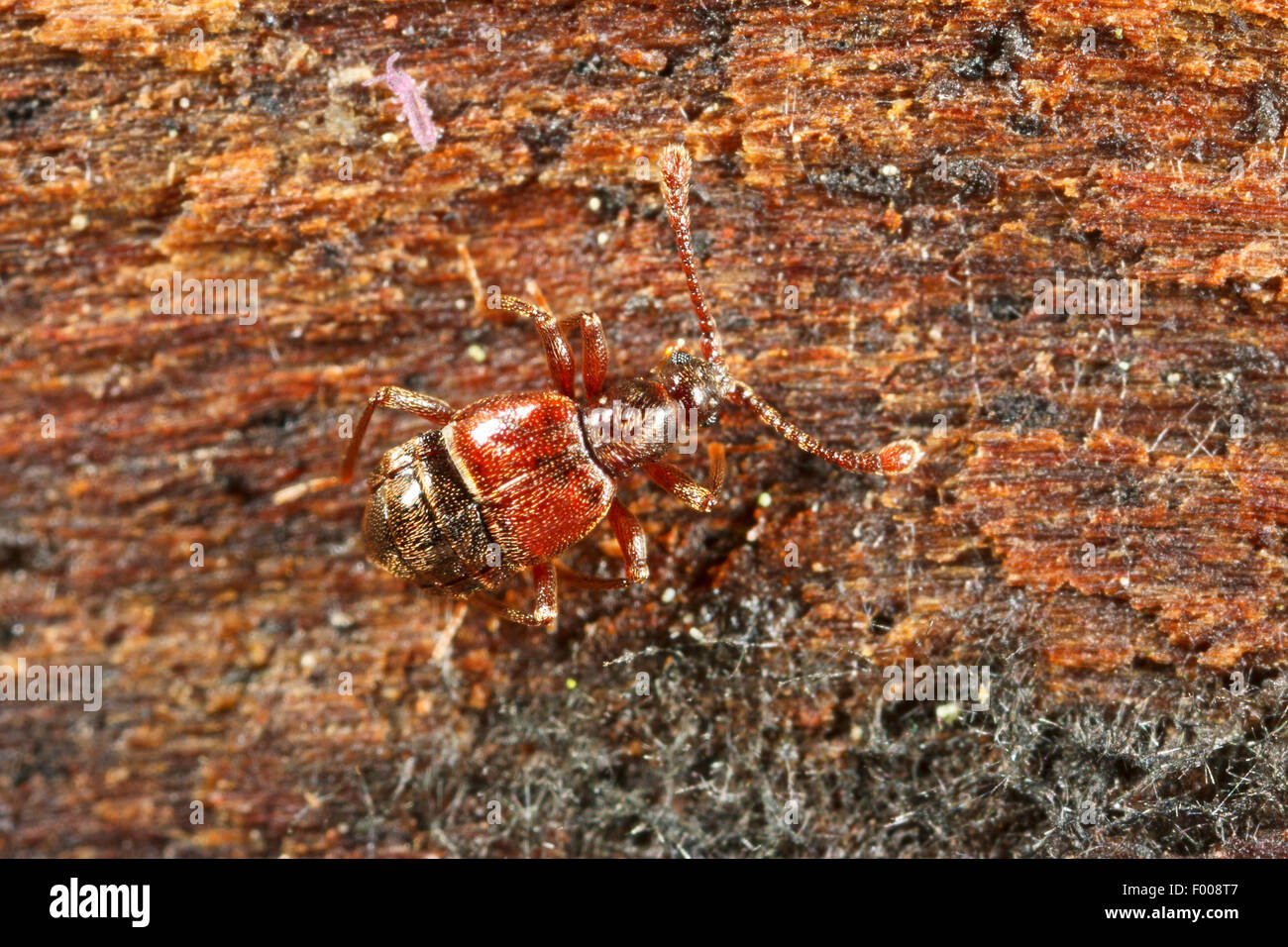 Short winged mold beetle (Tyrus mucronatus), on deadwood, Germany Stock Photo