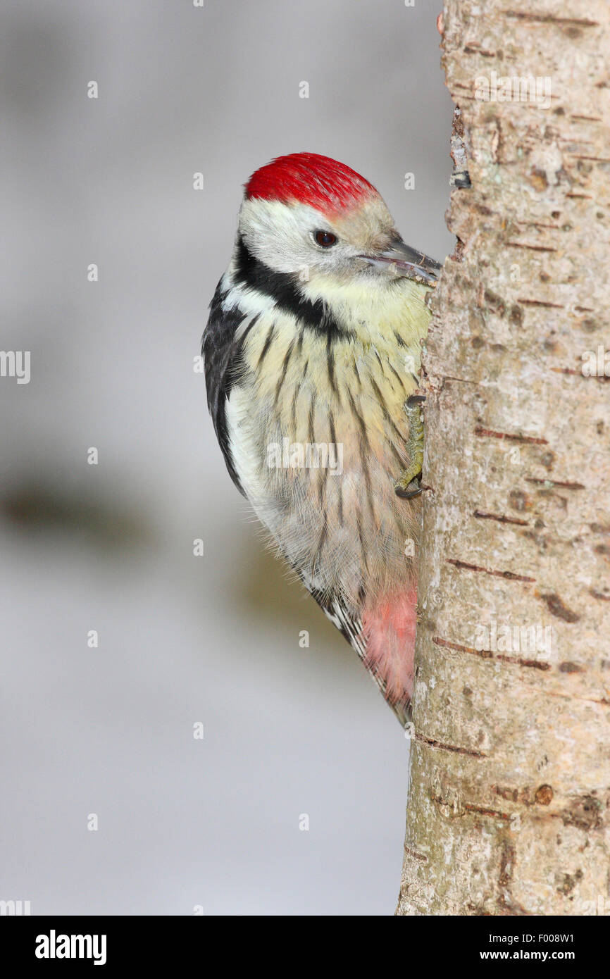 middle spotted woodpecker (Picoides medius, Dendrocopos medius), on the feed at a tree trunk, Germany Stock Photo