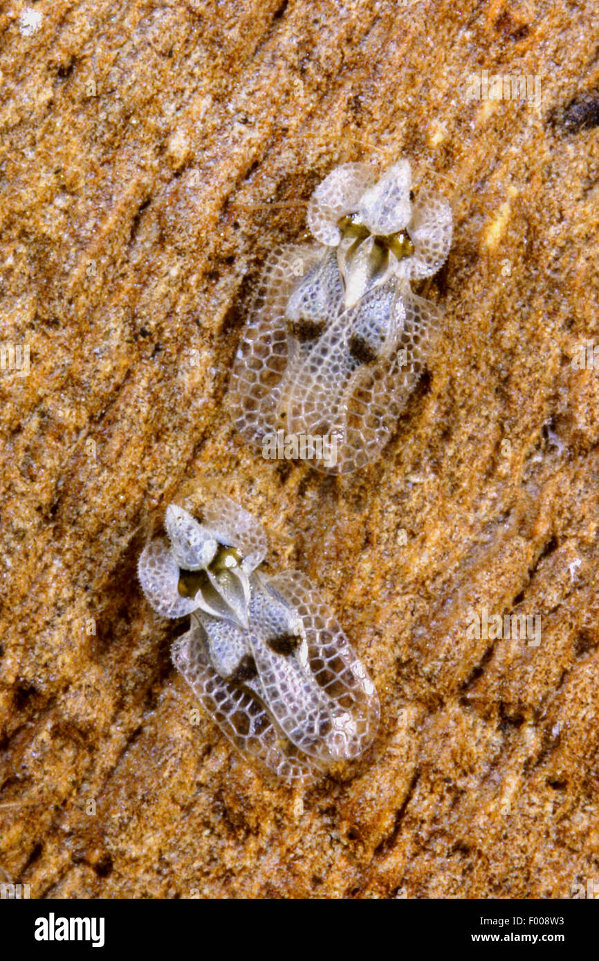 Sycamore lace bug (Corythucha ciliata), Germany Stock Photo