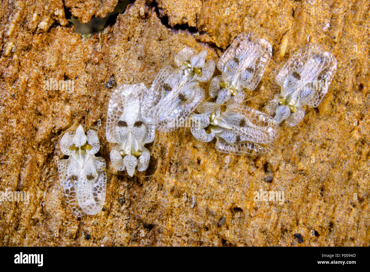 Sycamore lace bug (Corythucha ciliata), Germany Stock Photo