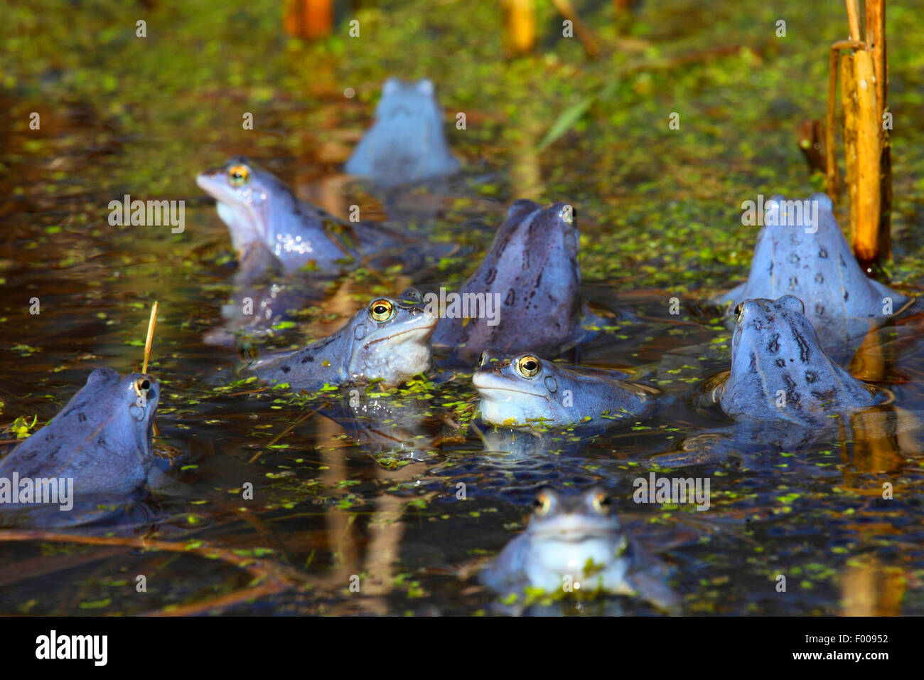 moor frog (Rana arvalis), intensive blue male moor frogs at mating season, Germany Stock Photo