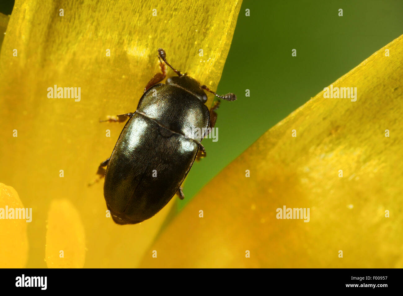 Pollen beetle (Meligethes aeneus, Brassicogethes aeneus), sitting on a