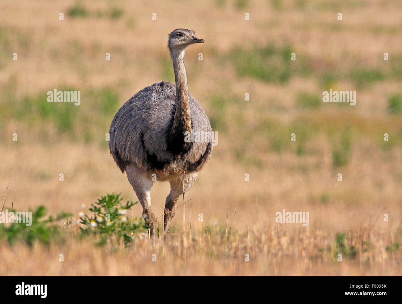 greater rhea (Rhea americana), free living rhea in the ...