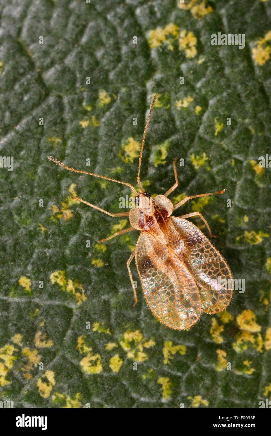 Rhododendron lace bug (Stephanitis rhododendri), sitting on a leaf, Germany Stock Photo