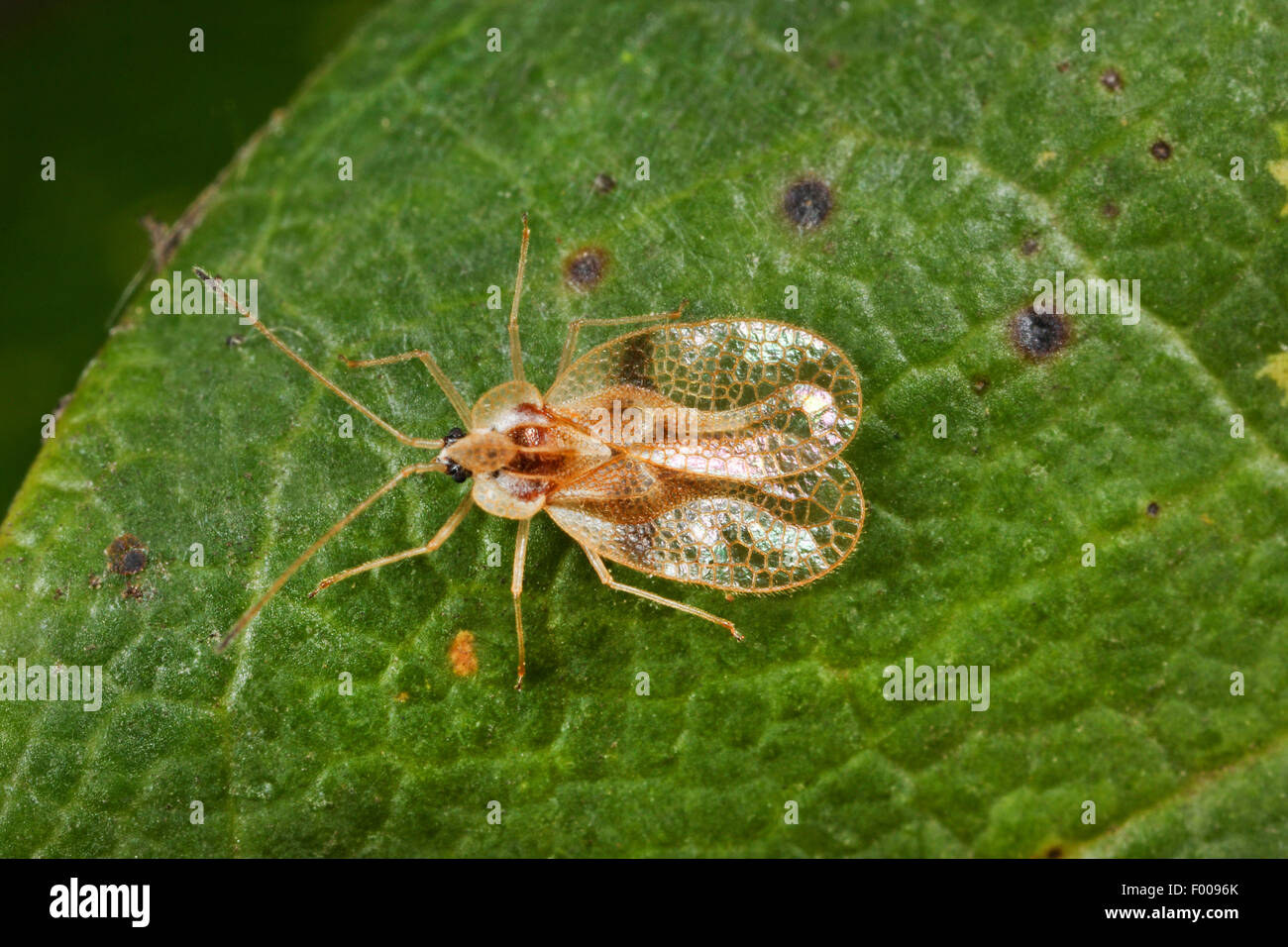 Rhododendron lace bug (Stephanitis rhododendri), sitting on al leaf, Germany Stock Photo