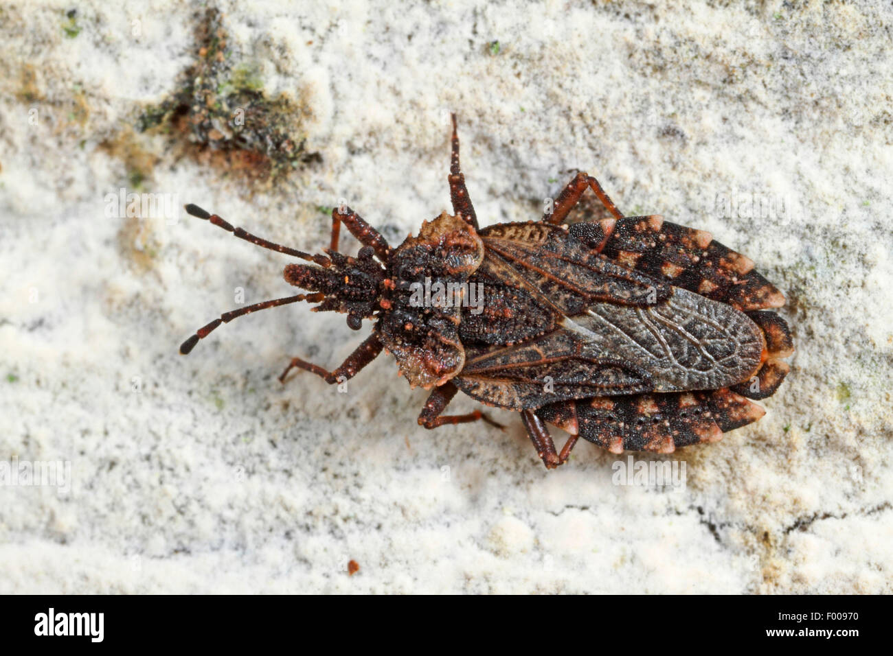 Beech flatbug (Aradus betulae), Germany Stock Photo