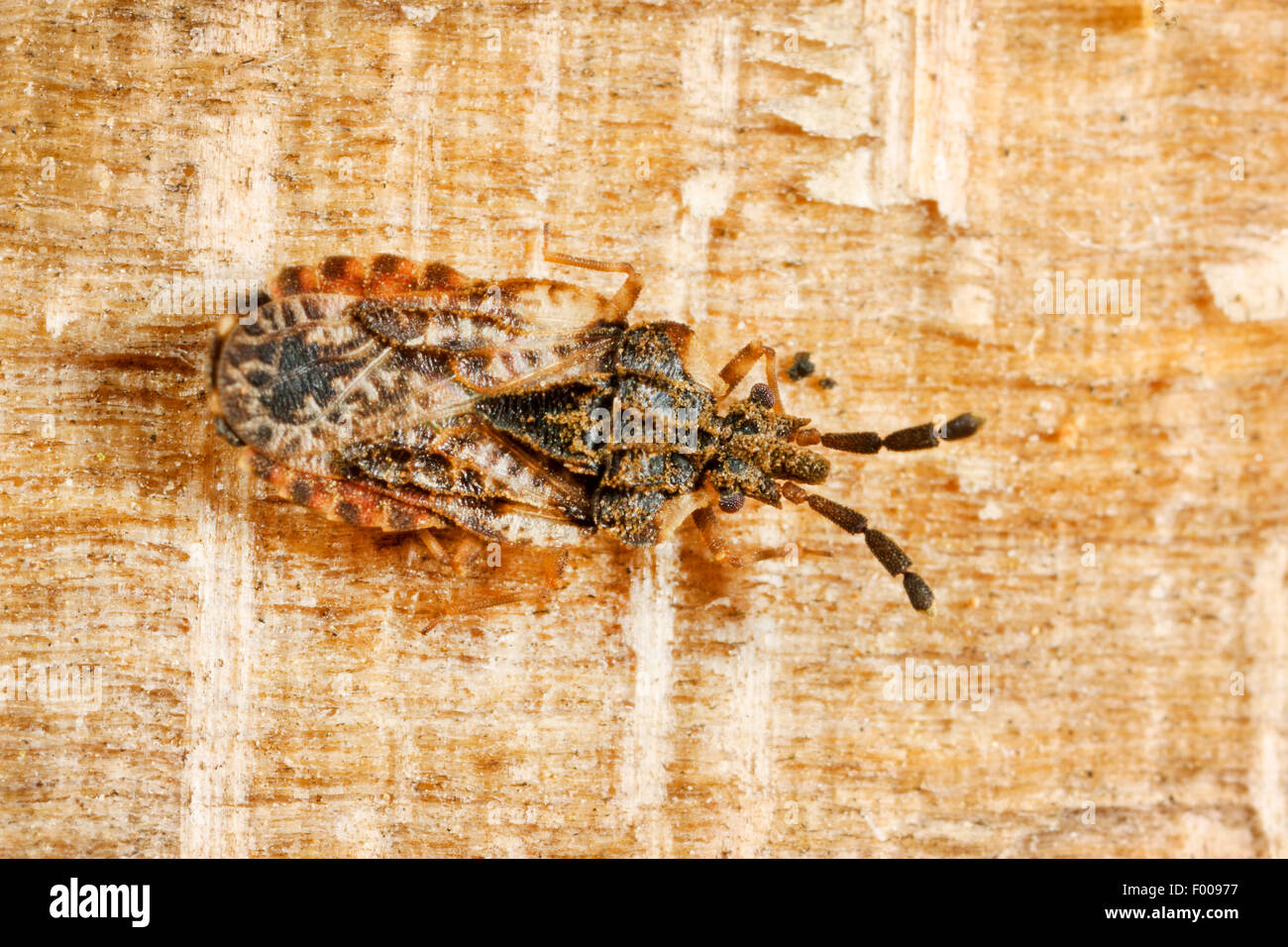 Flatbug (Aradus depressus), sitting on bark, Germany Stock Photo