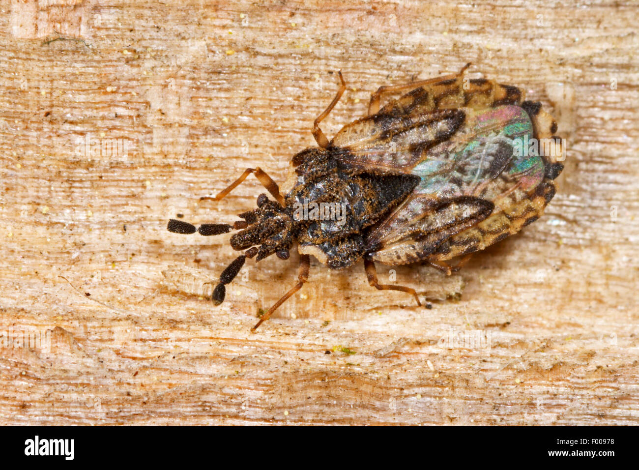 Flatbug (Aradus depressus), Germany Stock Photo
