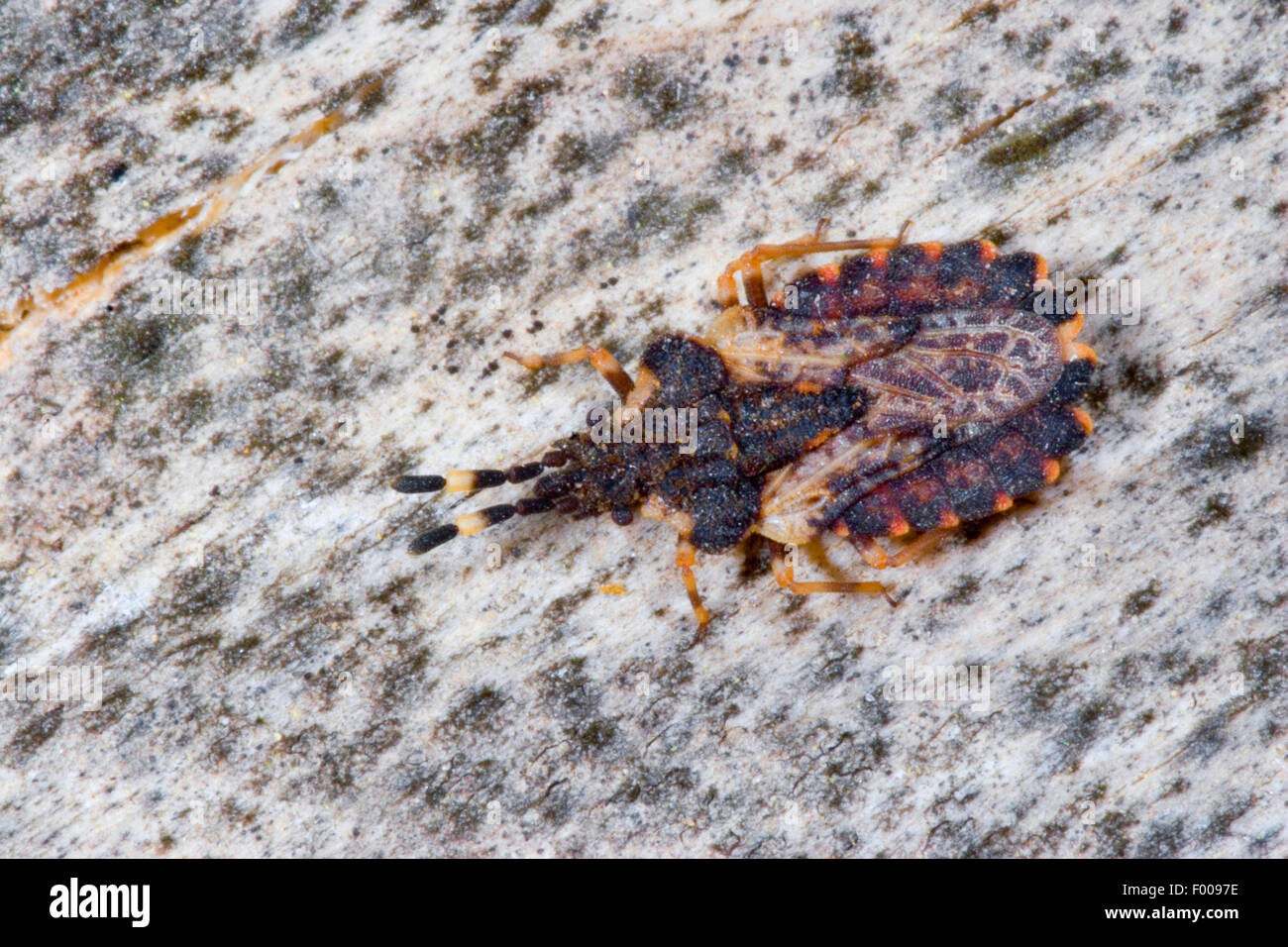 Flatbug (Aradus versicolor), Germany Stock Photo