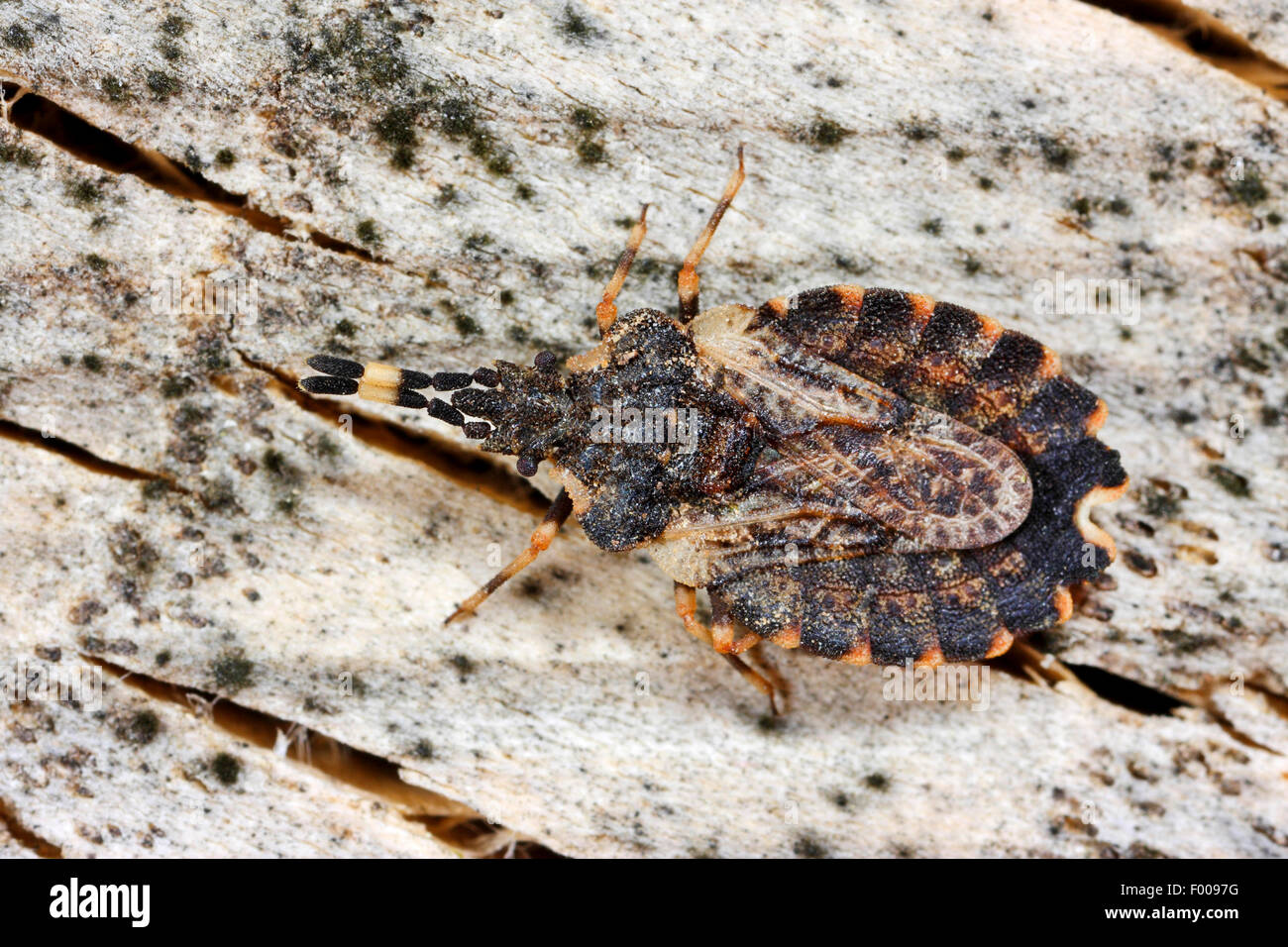 Flatbug (Aradus versicolor), Germany Stock Photo