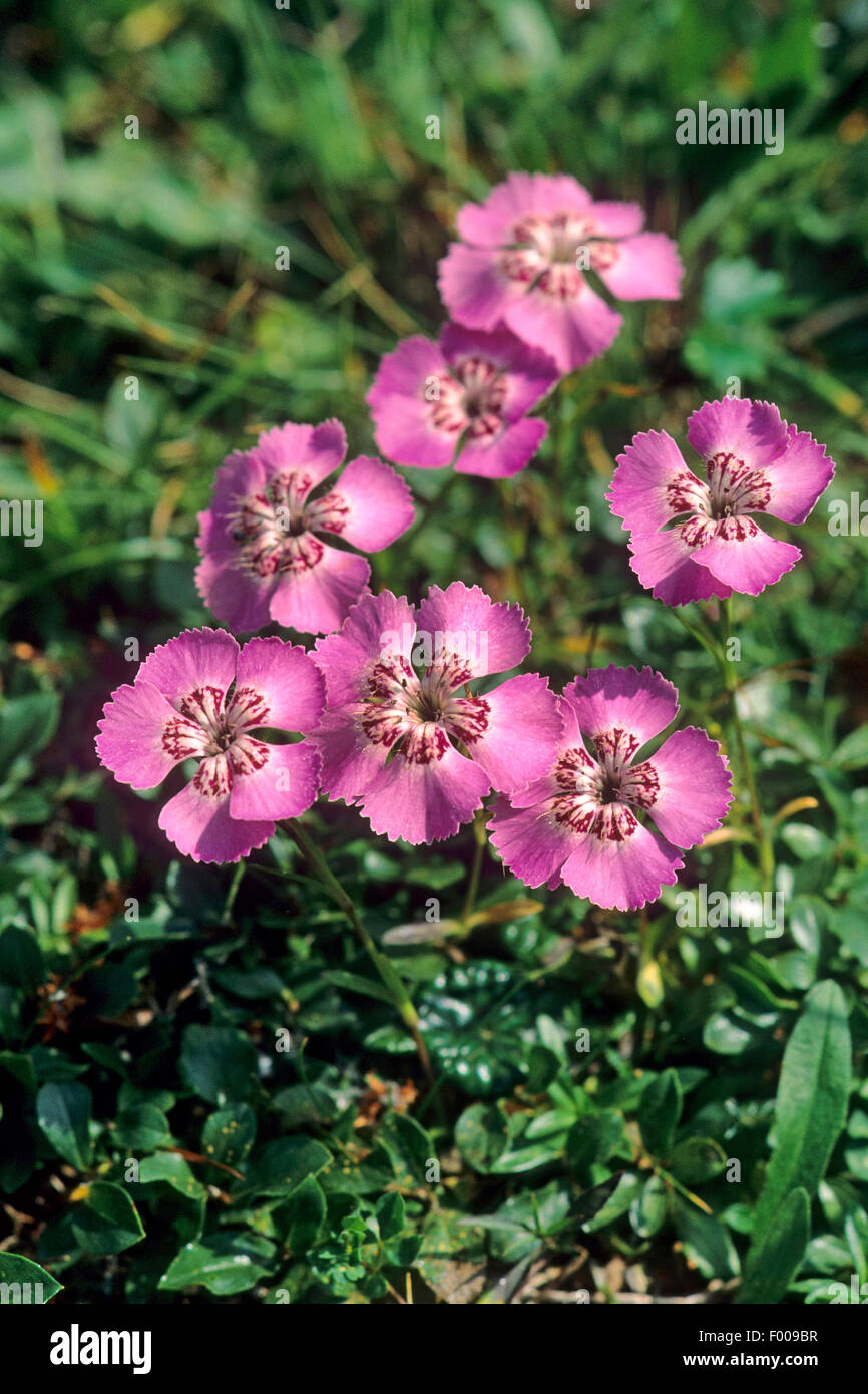 Alpine pink (Dianthus alpinus), blooming, Austria Stock Photo